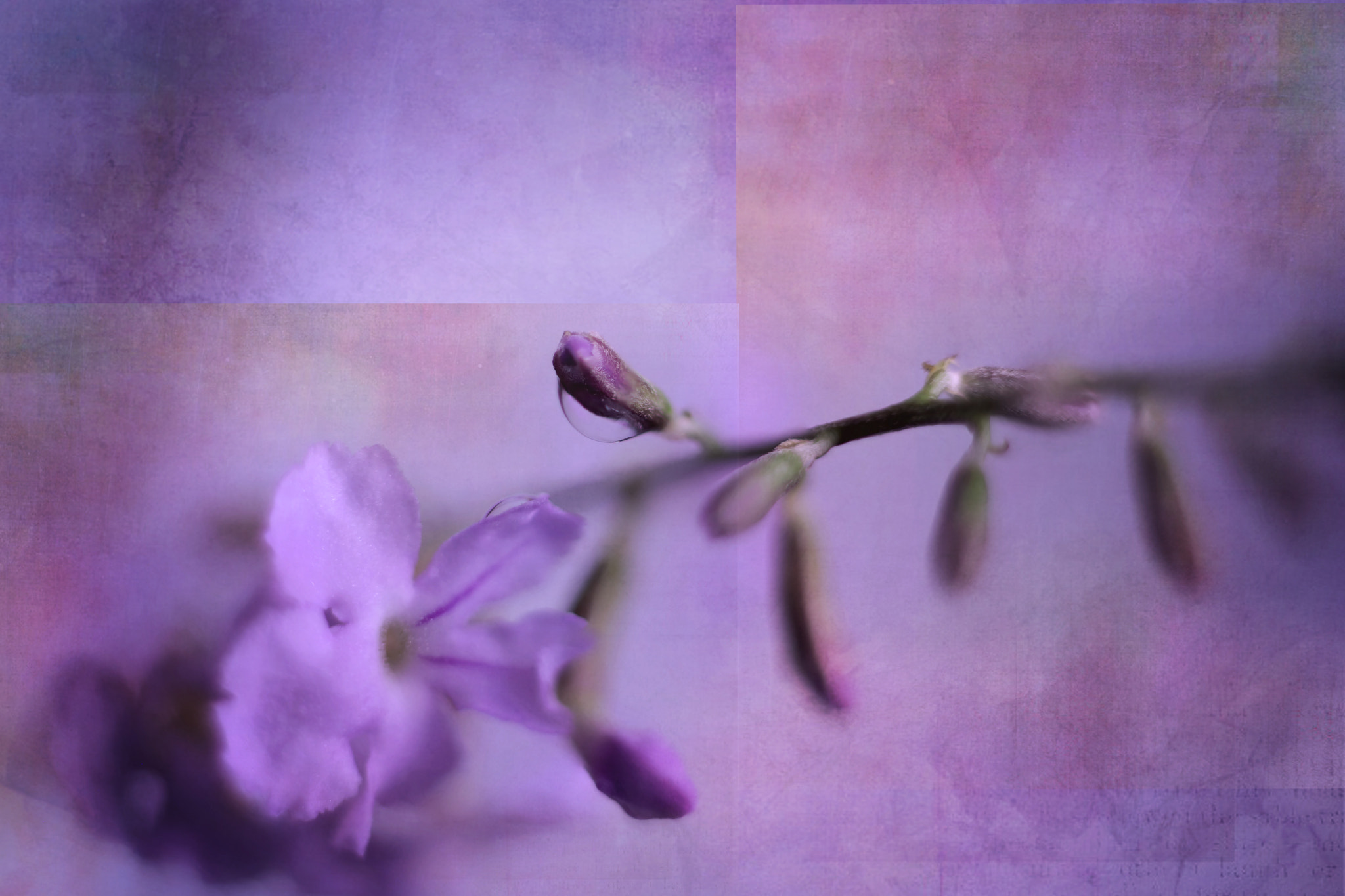 Canon EF 50mm F2.5 Macro sample photo. Dauphiné photography