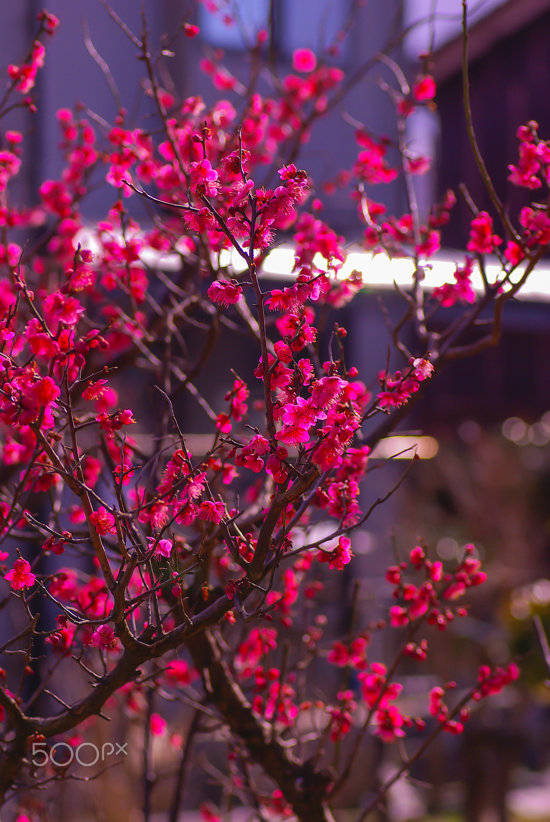 Pentax K10D sample photo. "梅花  " baika photography