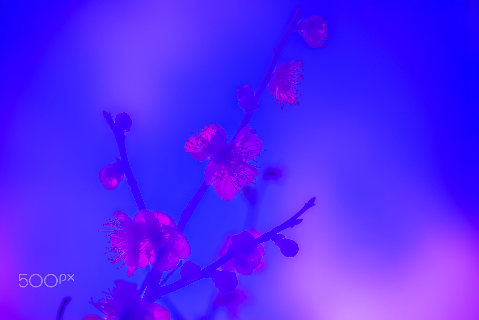 Pentax K10D + Tamron SP AF 90mm F2.8 Di Macro sample photo. "梅花  " baika photography