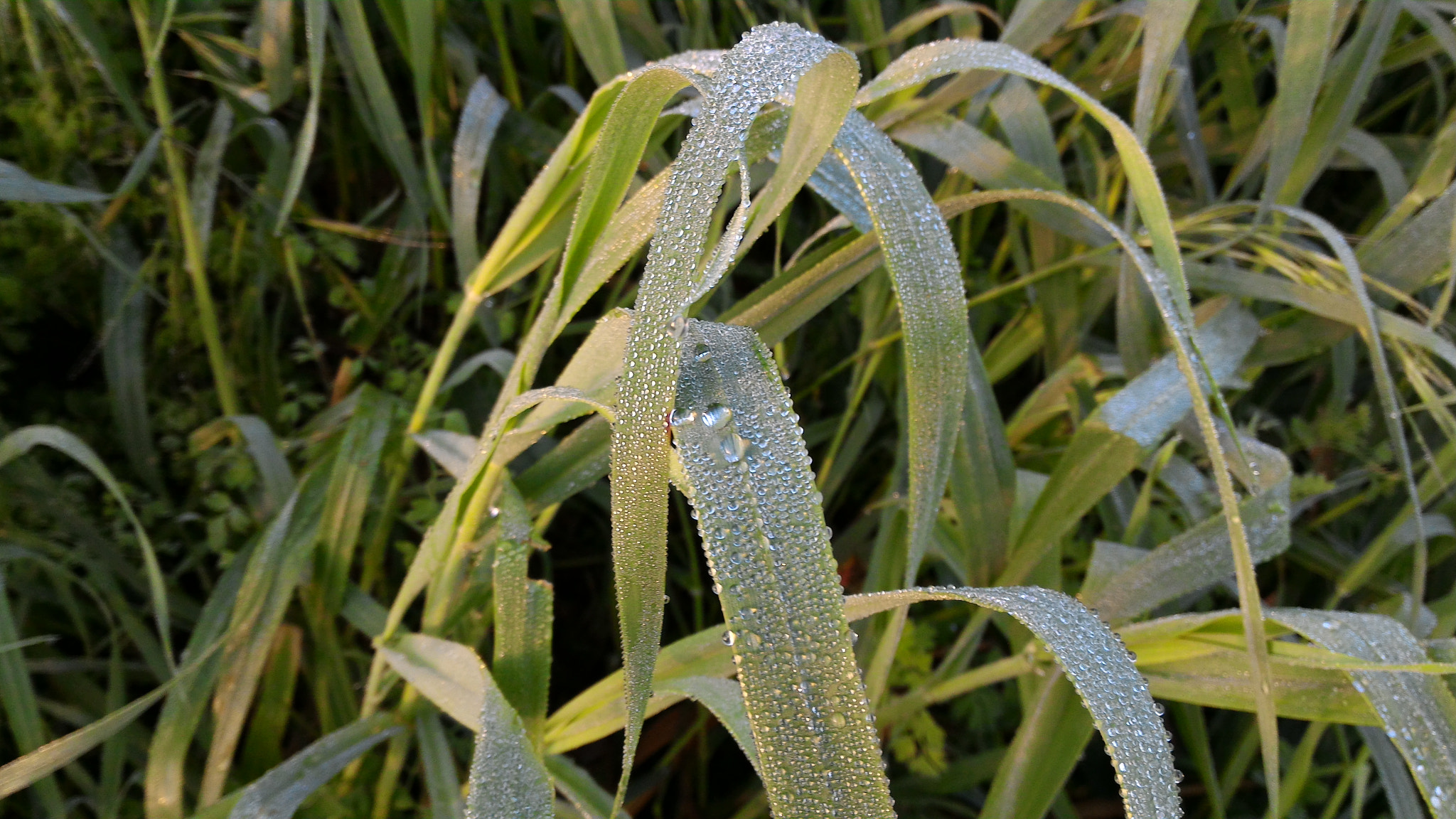 ASUS Z00ADB sample photo. Icy drops photography
