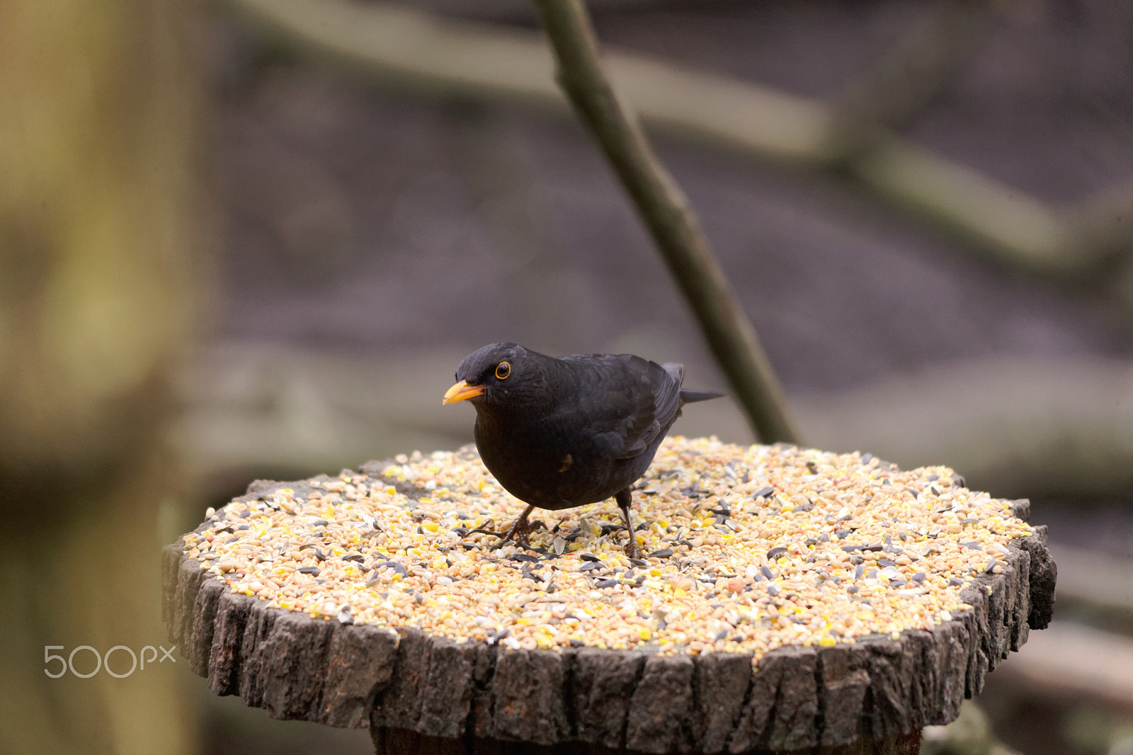 Sigma 150-500mm F5-6.3 DG OS HSM sample photo. Blackbird photography