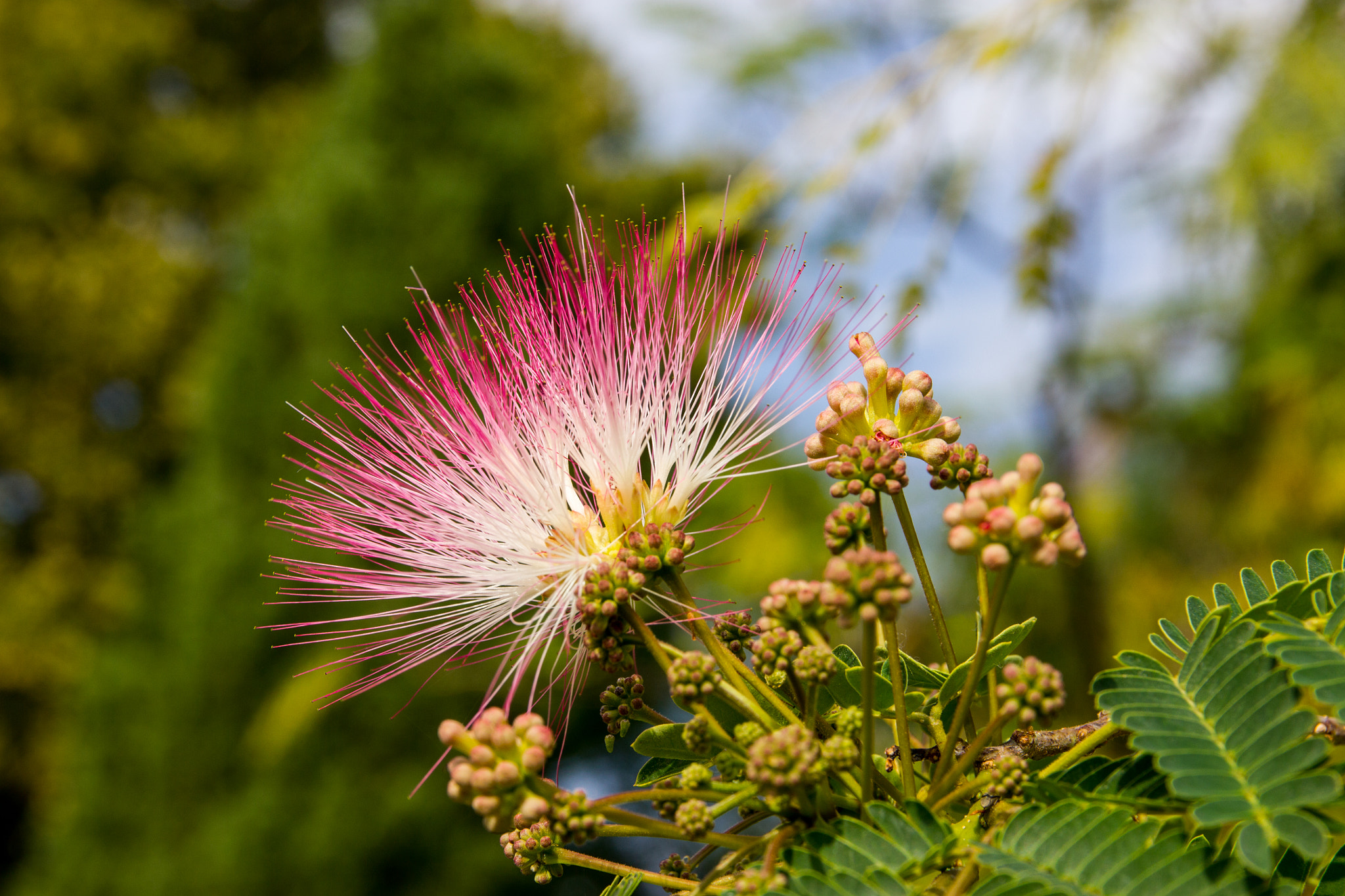 Sigma 17-70mm F2.8-4 DC Macro OS HSM sample photo. Albizia lebbeck. photography