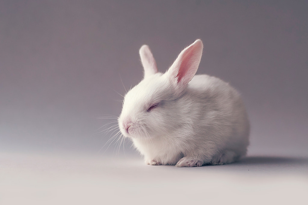 This Newborn Bunny In A Sock Is The Cutest Thing You Ll See All Day 500px