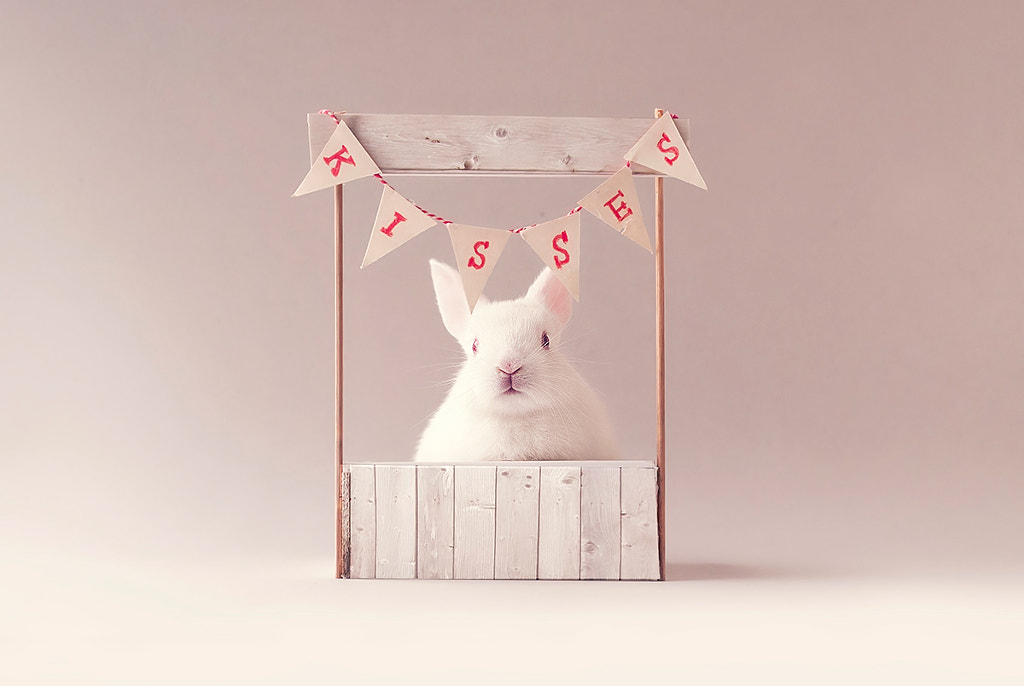 This Newborn Bunny In A Sock Is The Cutest Thing You Ll See All Day 500px