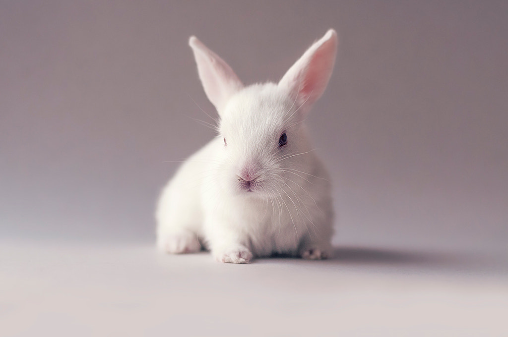 This Newborn Bunny In A Sock Is The Cutest Thing You Ll See All Day 500px