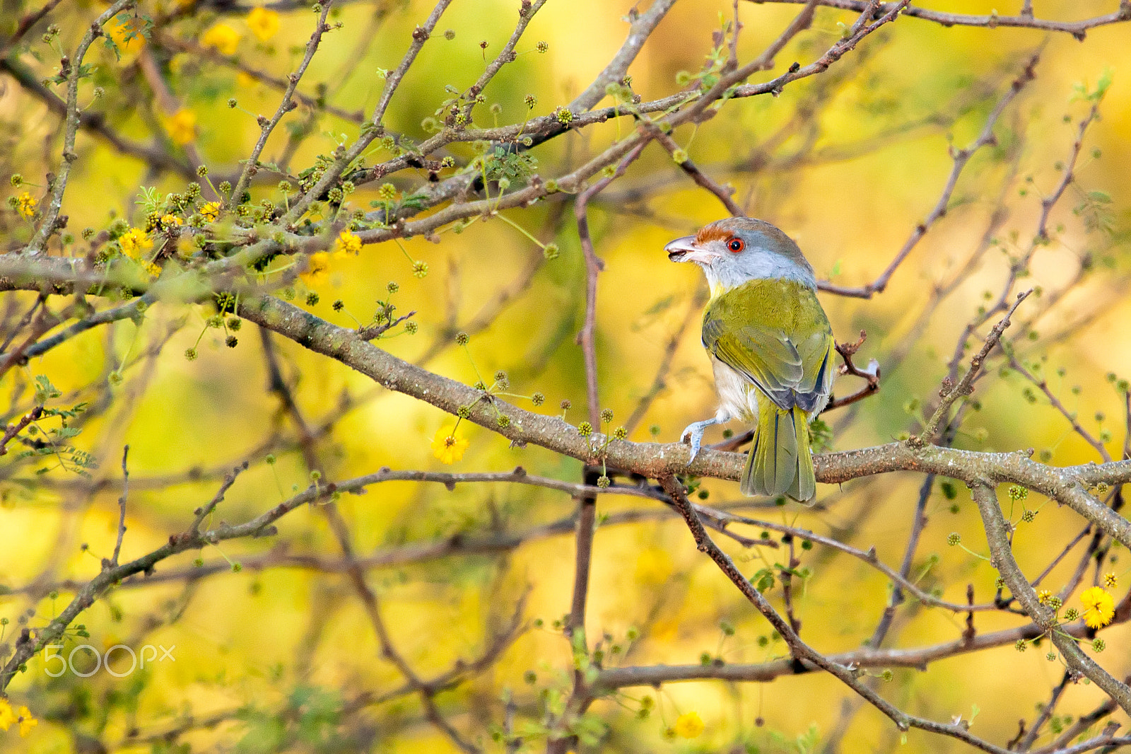 Canon EF 100-400mm F4.5-5.6L IS USM sample photo. Beautiful bird on his natural environment photography