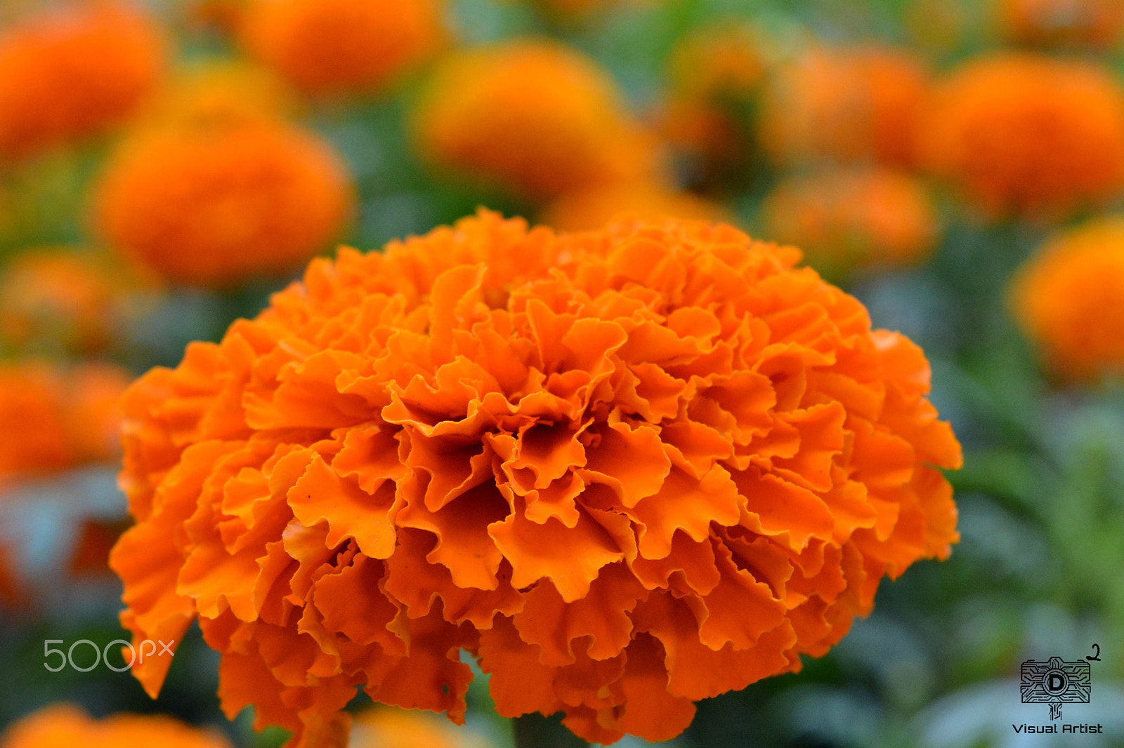 AF-S Zoom-Nikkor 80-200mm f/2.8D IF-ED sample photo. Flowers photography