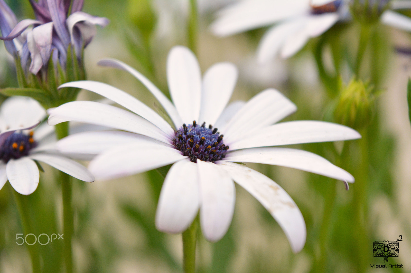 Nikon D5200 + Sigma 50mm F1.4 EX DG HSM sample photo. Flowers photography