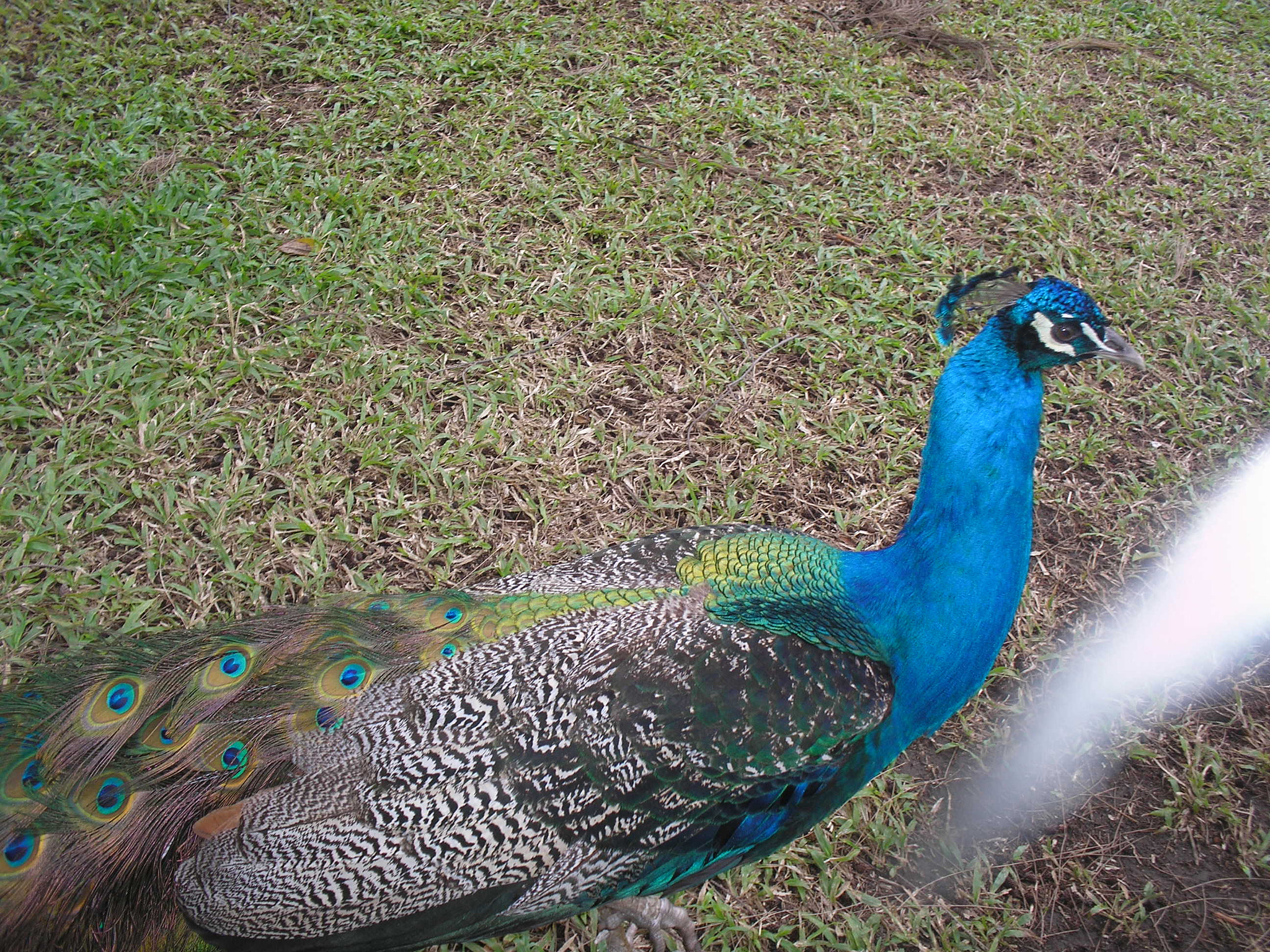 Olympus C180,D435 sample photo. "i wanna see your peacock". perry, katy. hahahaha! photography