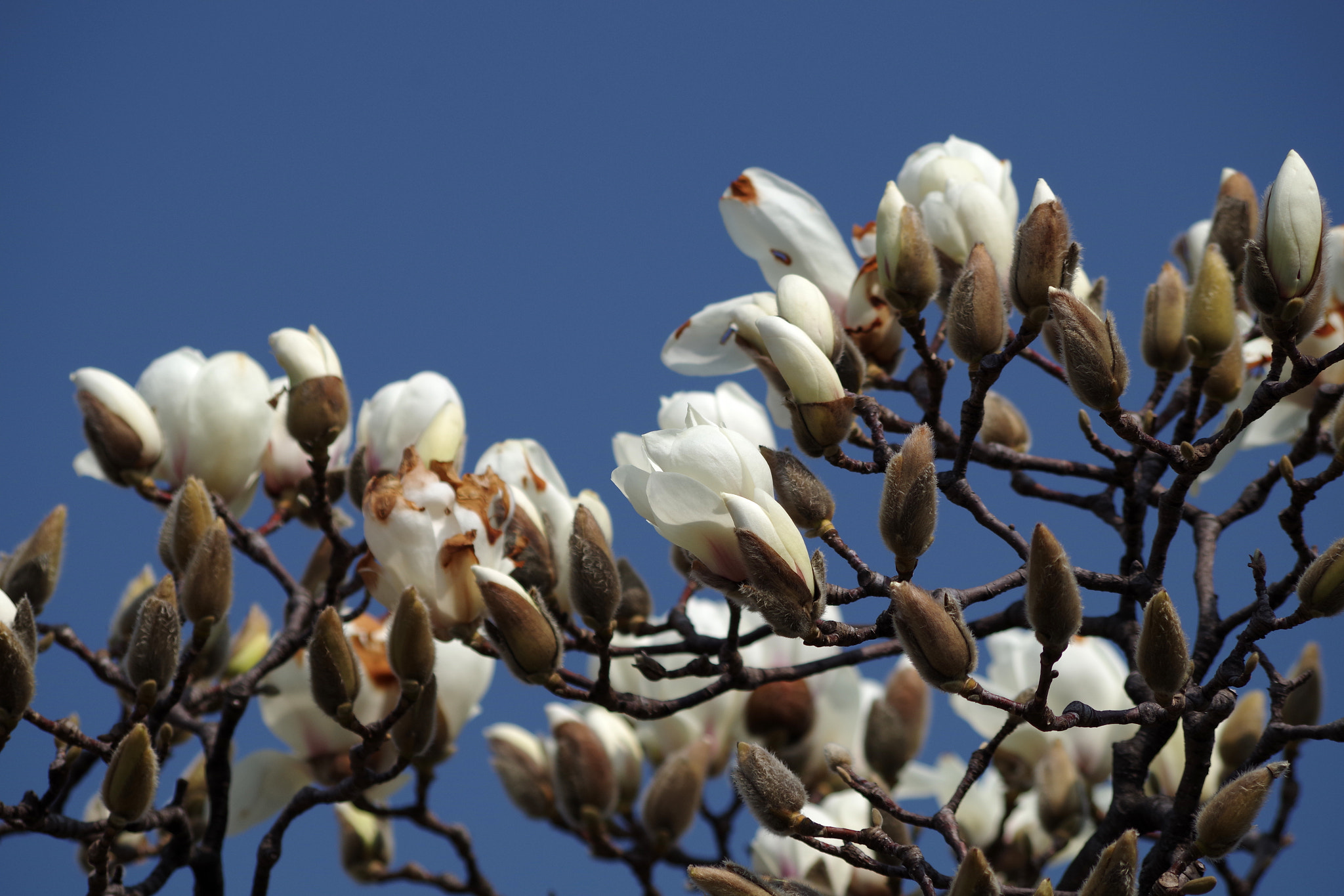 HD Pentax DA 55-300mm F4.0-5.8 ED WR sample photo. Magnolia heptapeta (ハクモクレン) photography