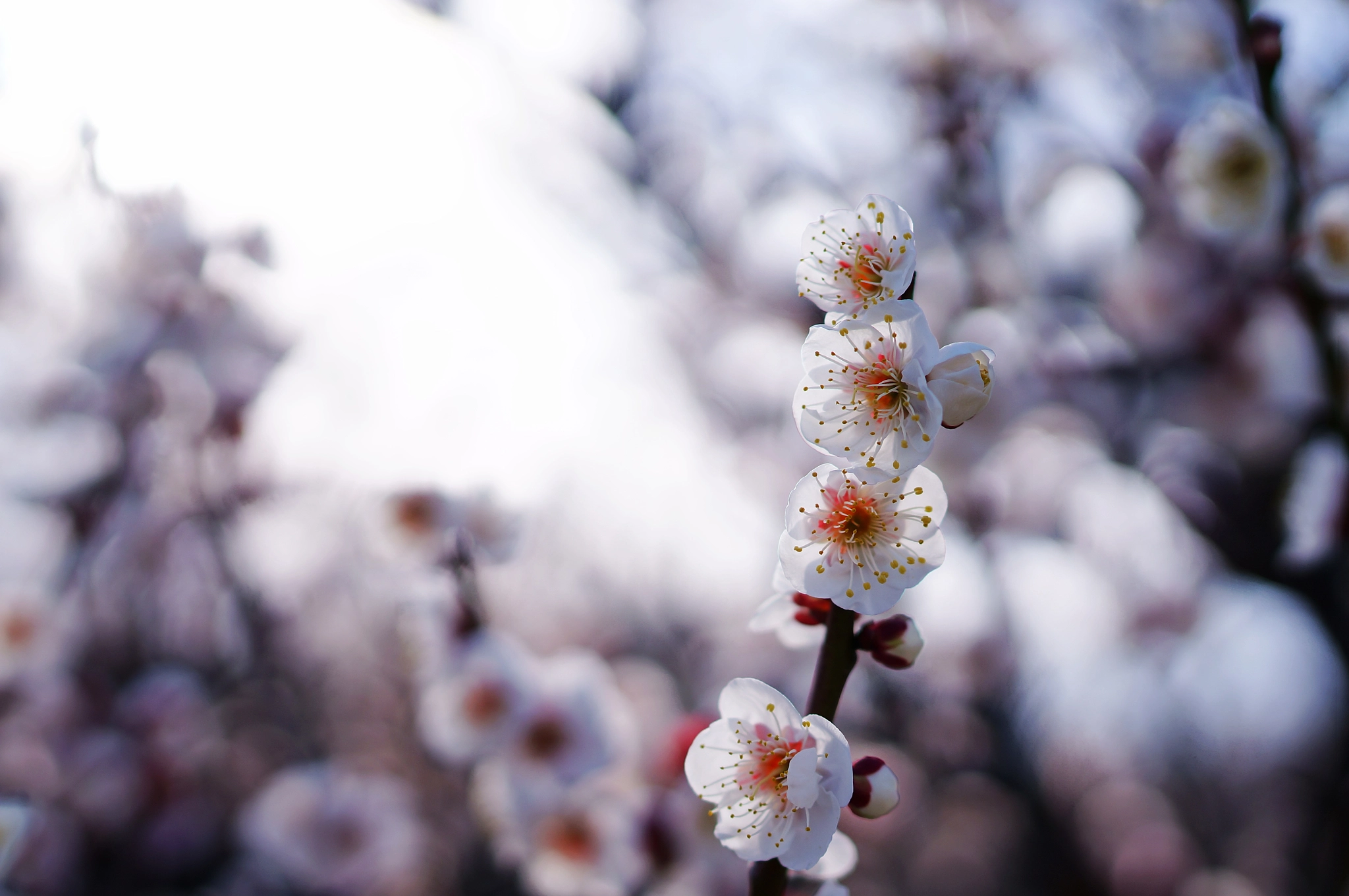 Sony Alpha NEX-6 + Sony Distagon T* FE 35mm F1.4 ZA sample photo. Plum flower photography