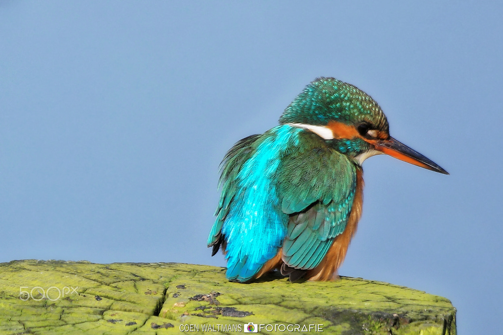 Samsung NX500 + NX 50-200mm F4-5.6 sample photo. Kingfisher, female photography