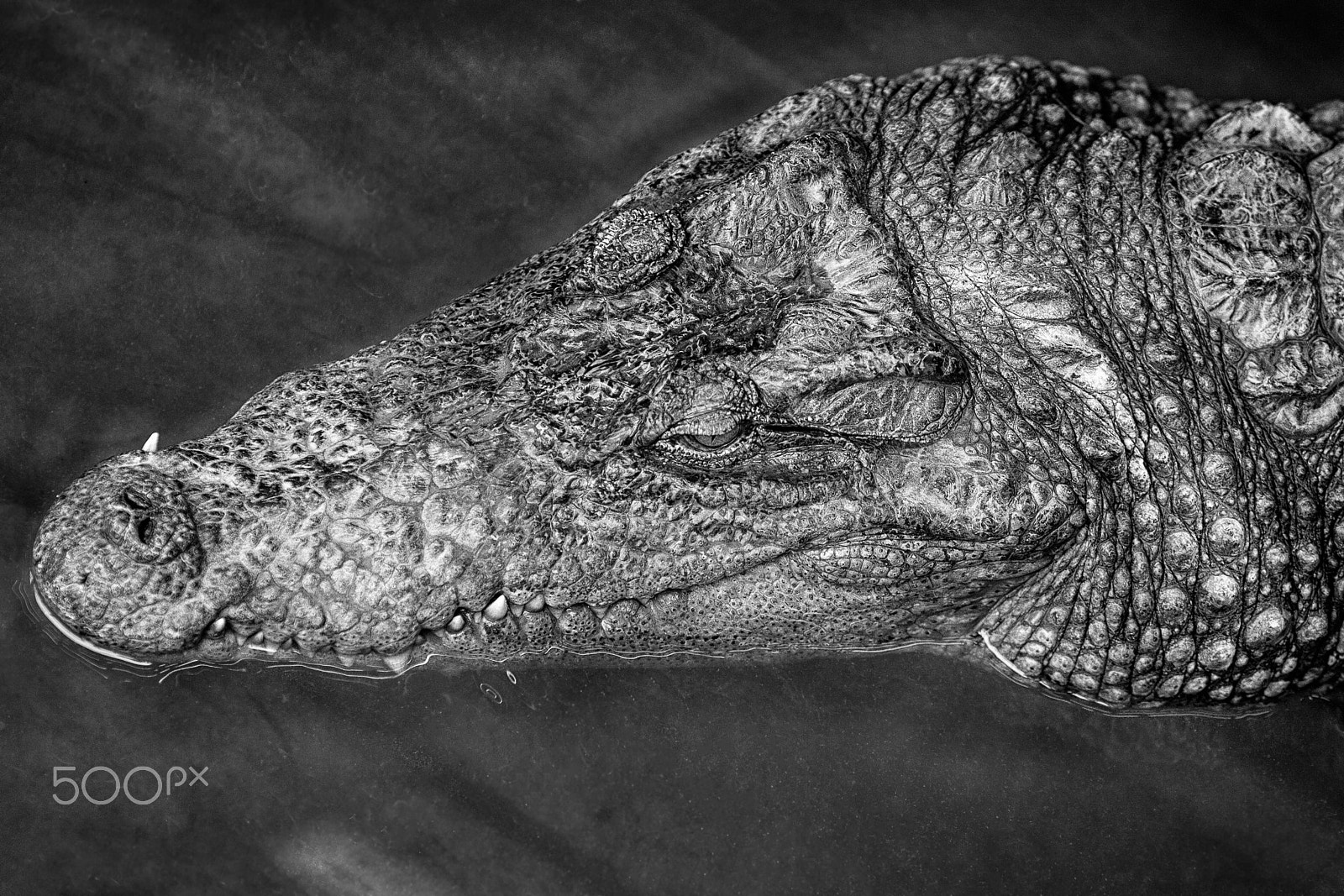 Canon EOS-1D Mark II sample photo. Crocodile at ton le sap lake, cambodia photography