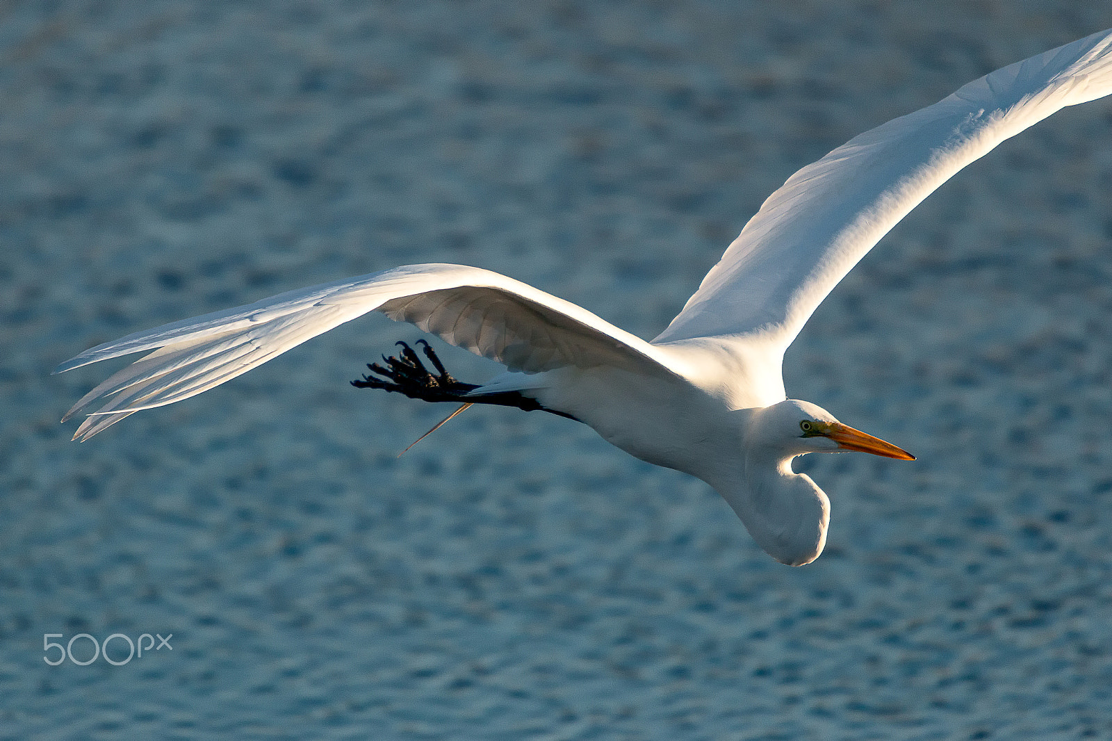 Canon EOS 70D + Sigma 50-500mm f/4-6.3 APO HSM EX sample photo. Great white egret flying photography