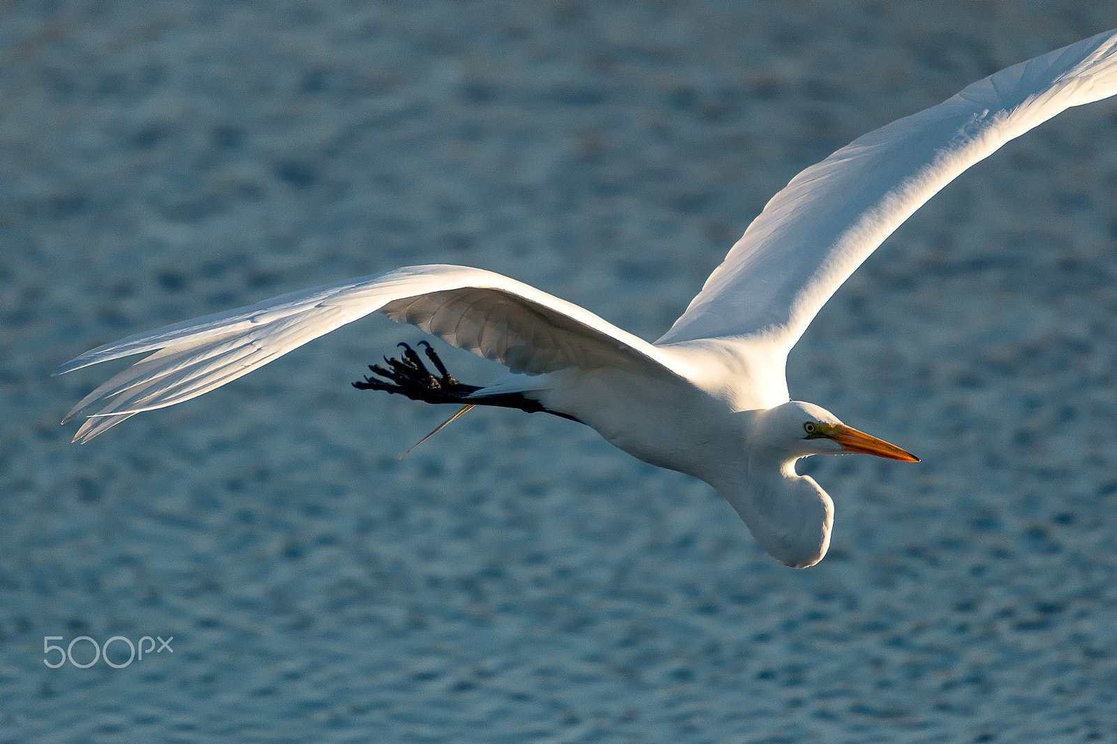 Sigma 50-500mm f/4-6.3 APO HSM EX sample photo. Great white egret flying photography
