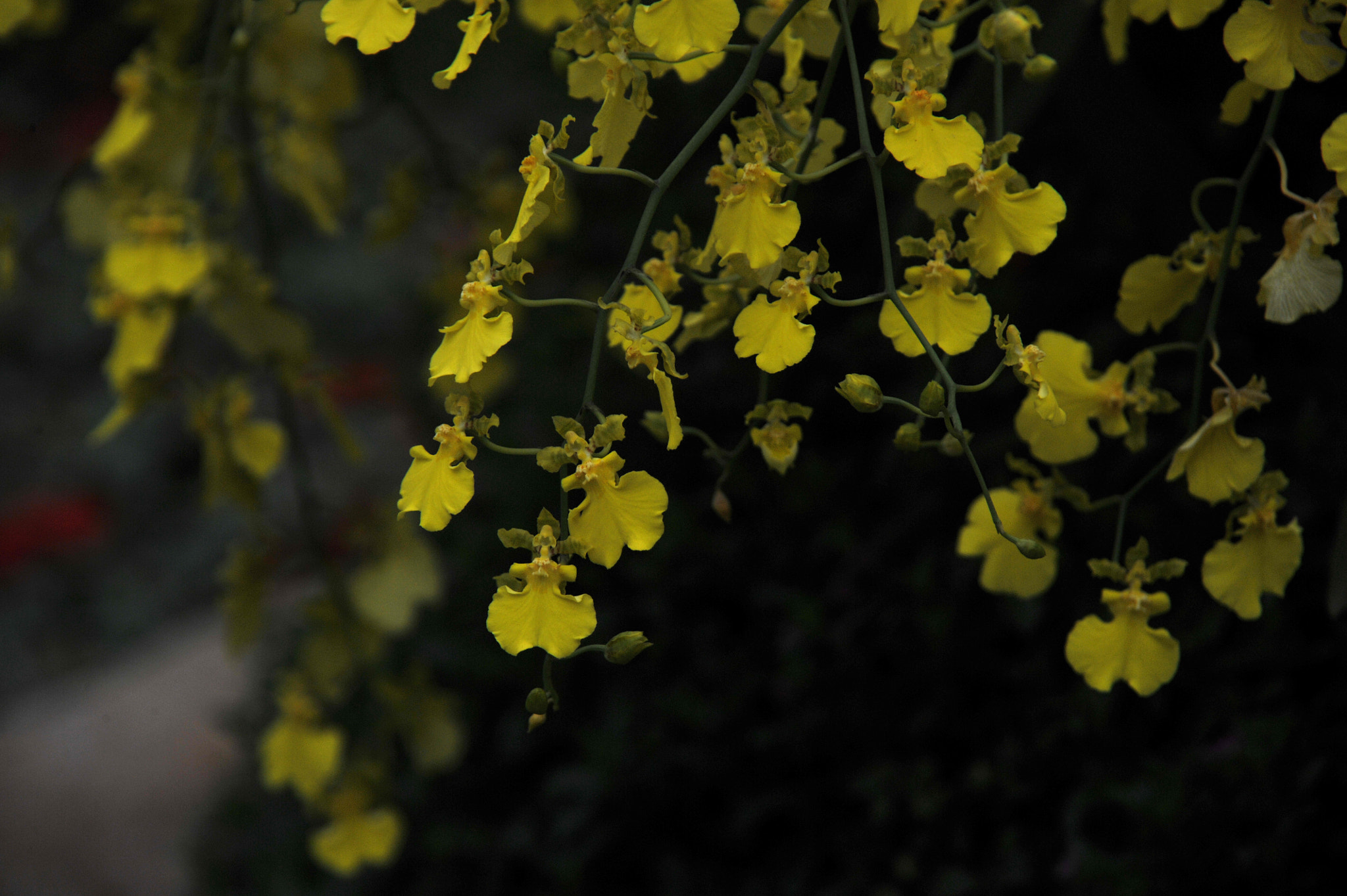 Nikon D3S sample photo. ...香港花卉展覽 2016 (17)... photography