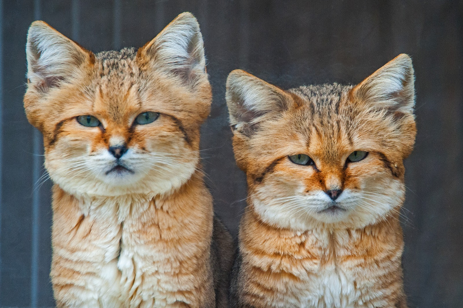 Nikon D3 sample photo. Desert cats photography