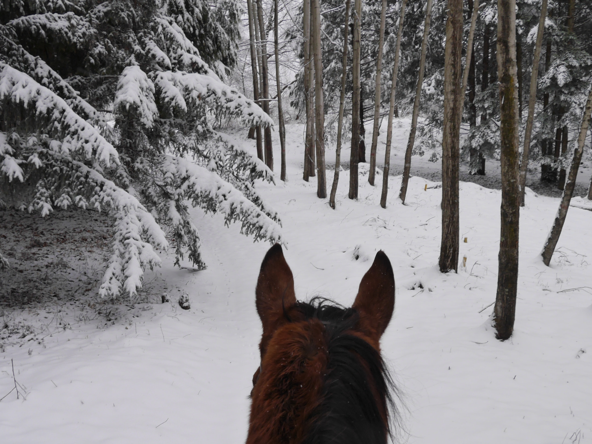 Panasonic Lumix DMC-GF6 + LUMIX G VARIO PZ 14-42/F3.5-5.6 sample photo. Horse riding in white forest. photography