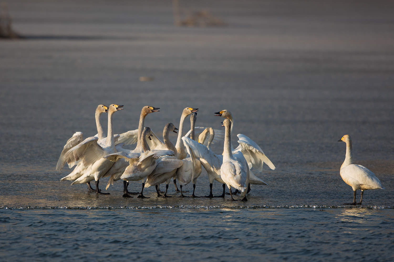 Canon EF 600mm F4L IS II USM sample photo. _50a7529.jpg photography