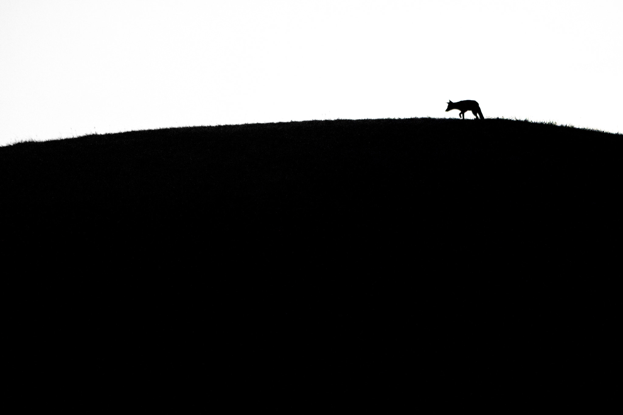 Sigma 150-500mm F5-6.3 DG OS HSM sample photo. Fox photography