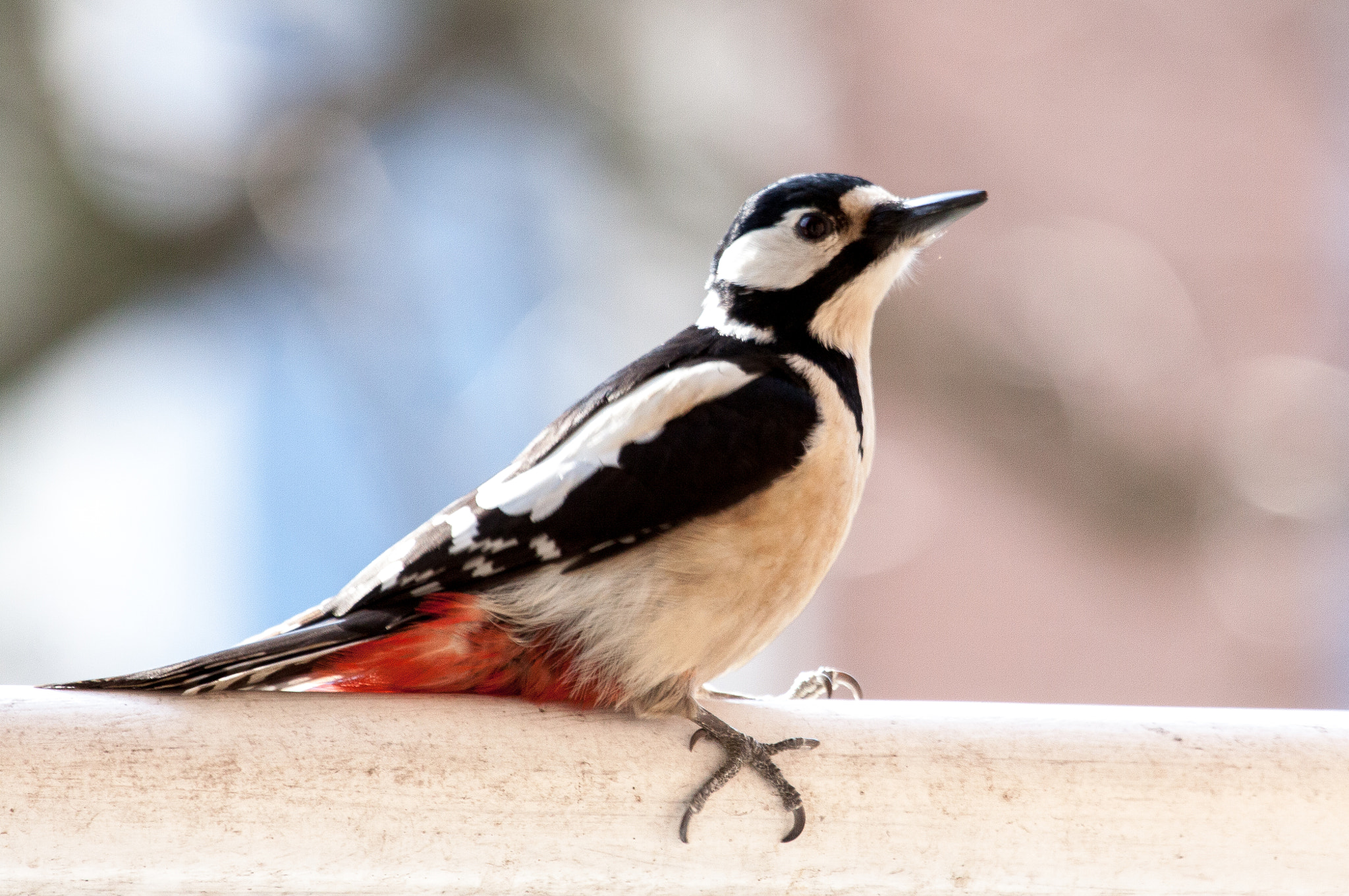 Canon EF 100-400mm F4.5-5.6L IS USM sample photo. Bundspecht / great spotted woodpecker photography