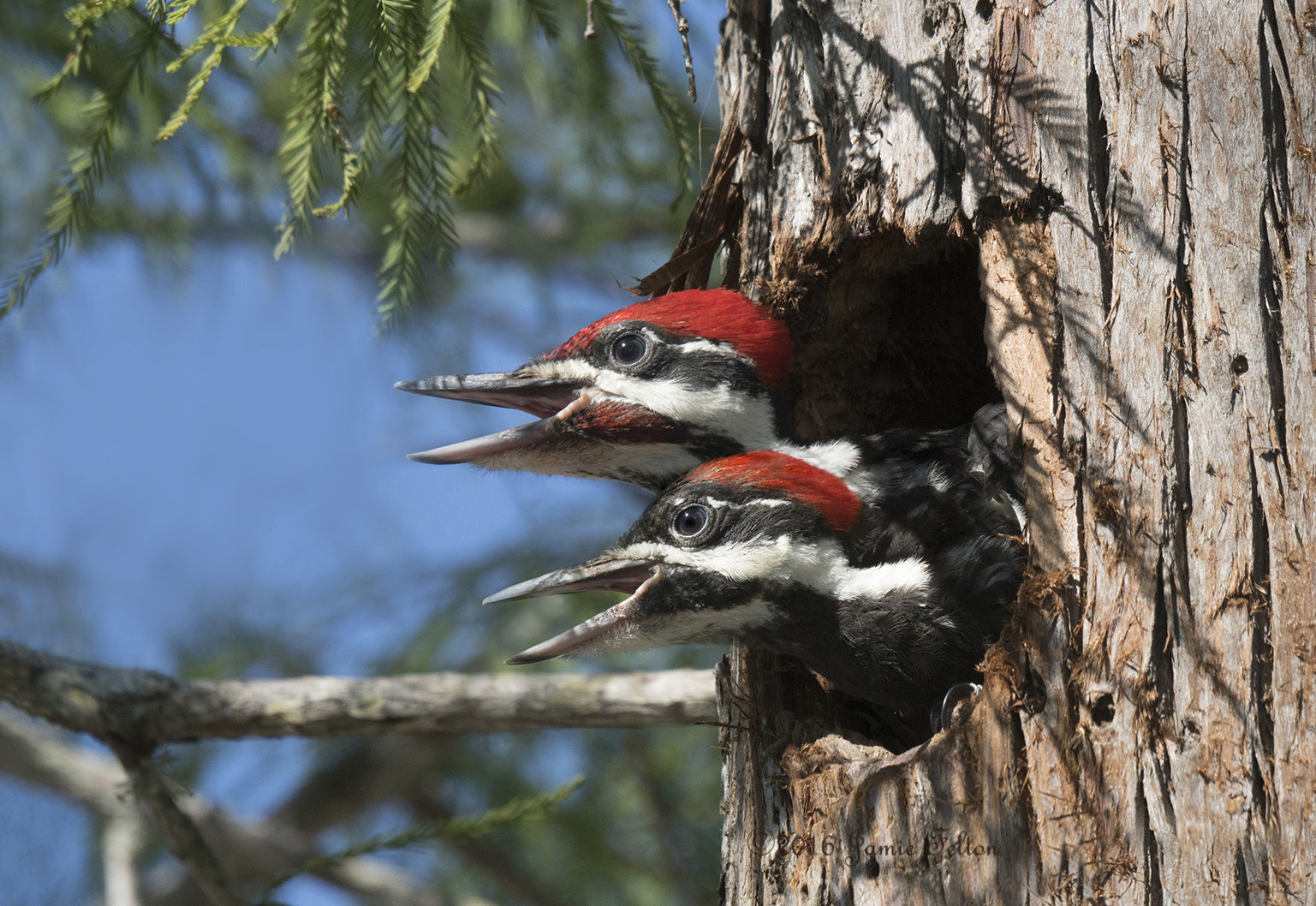 Sony ILCA-77M2 + Sony 70-400mm F4-5.6 G SSM sample photo. Pileated woodpecker's in nest photography