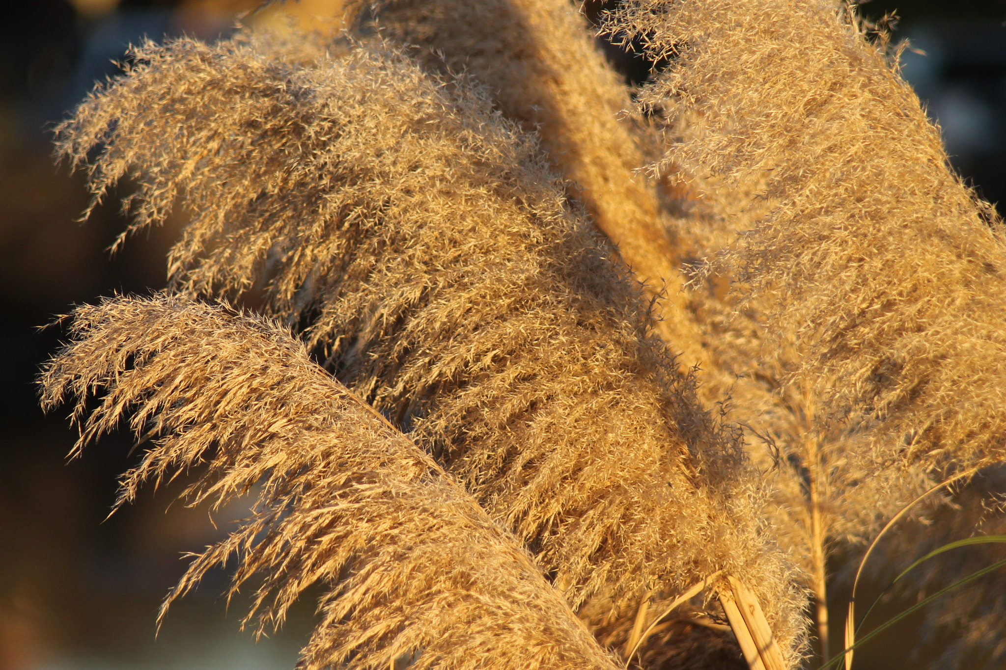 Canon EF 80-200mm F4.5-5.6 II sample photo. By the pond photography