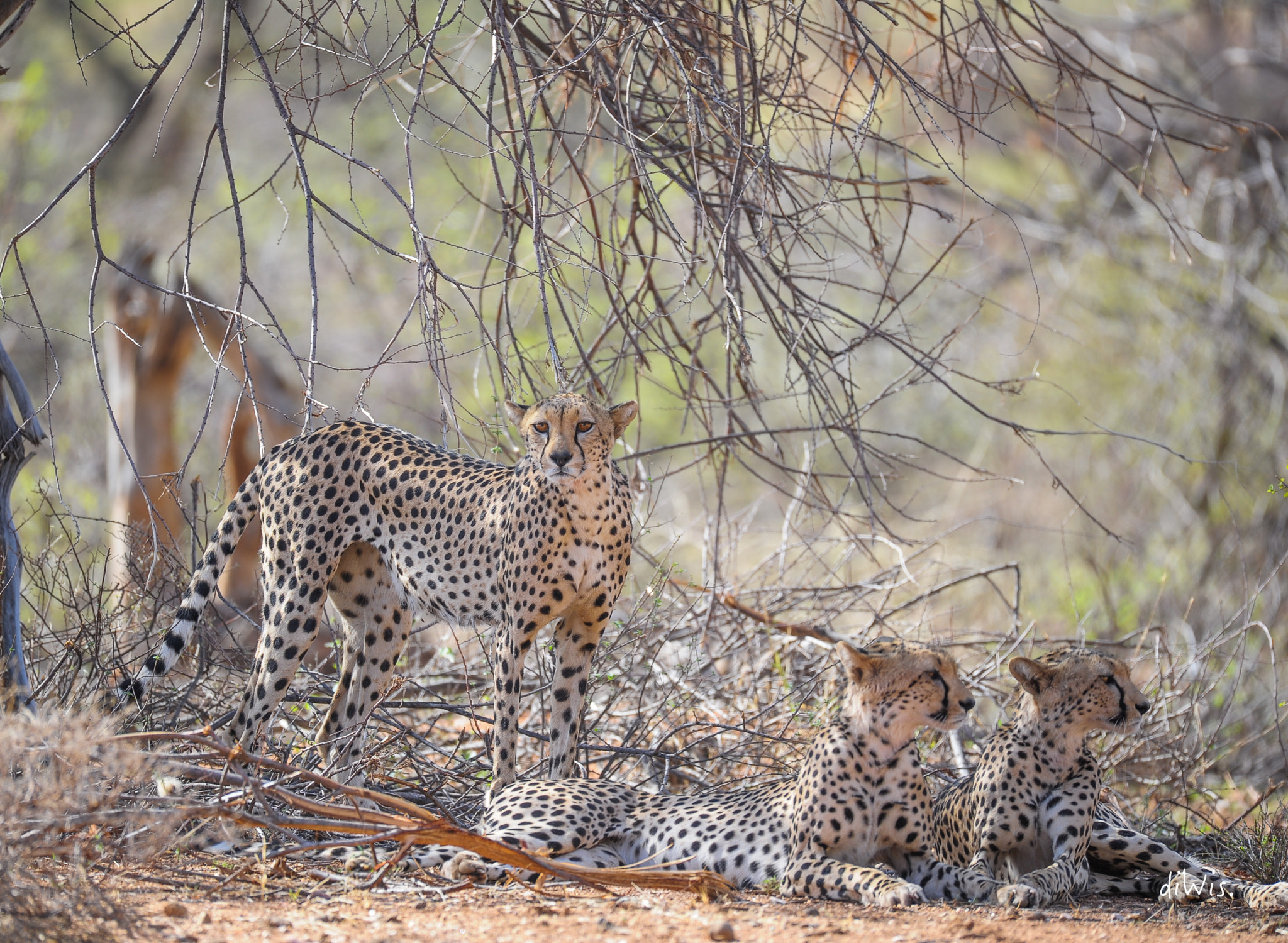 Sigma 150-600mm F5-6.3 DG OS HSM | S sample photo. Hidden in the grey photography