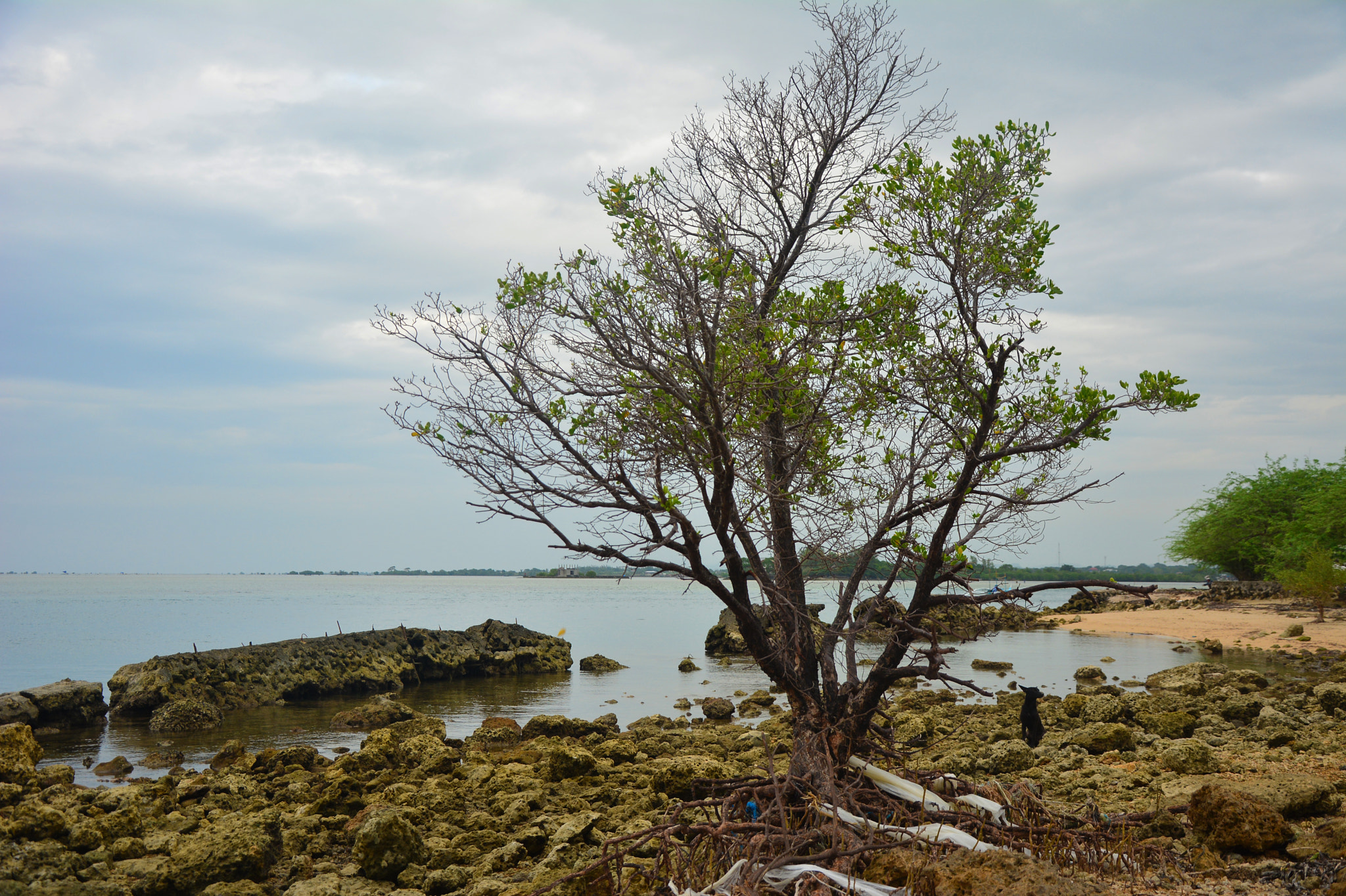 AF Zoom-Nikkor 75-240mm f/4.5-5.6D sample photo. Karagatan photography