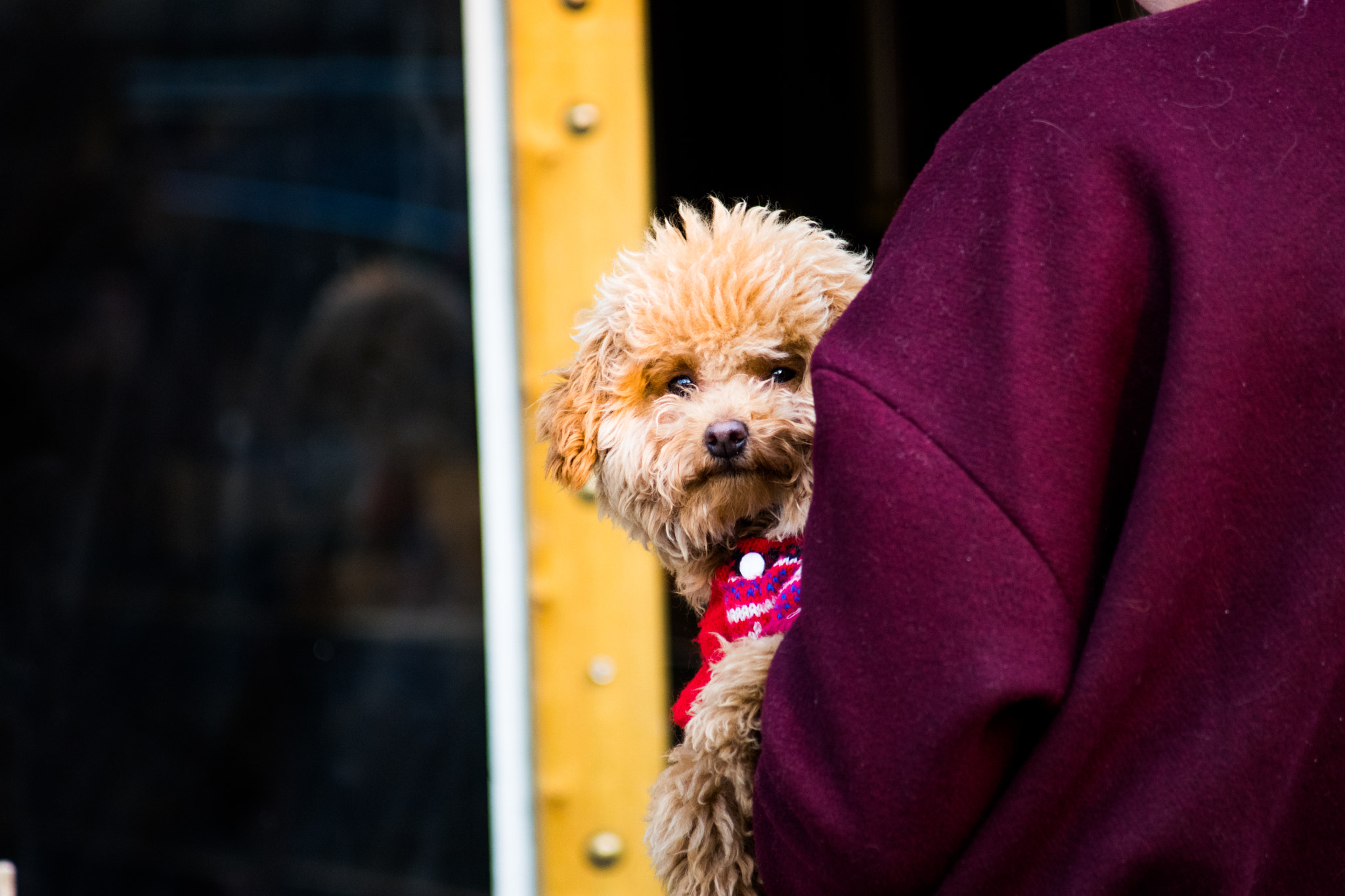 Minolta AF 80-200mm F4.5-5.6 sample photo. A dog's stare photography