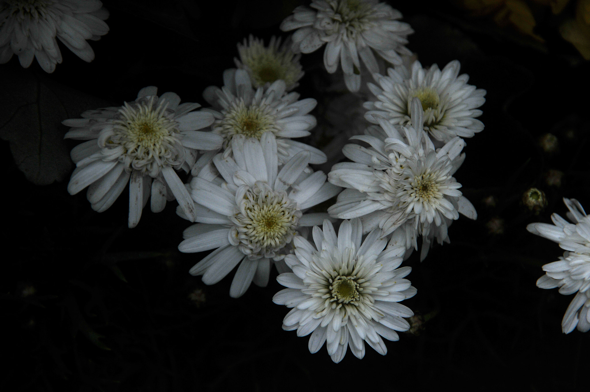 Nikon D3S sample photo. ...香港花卉展覽 2016 (18)... photography