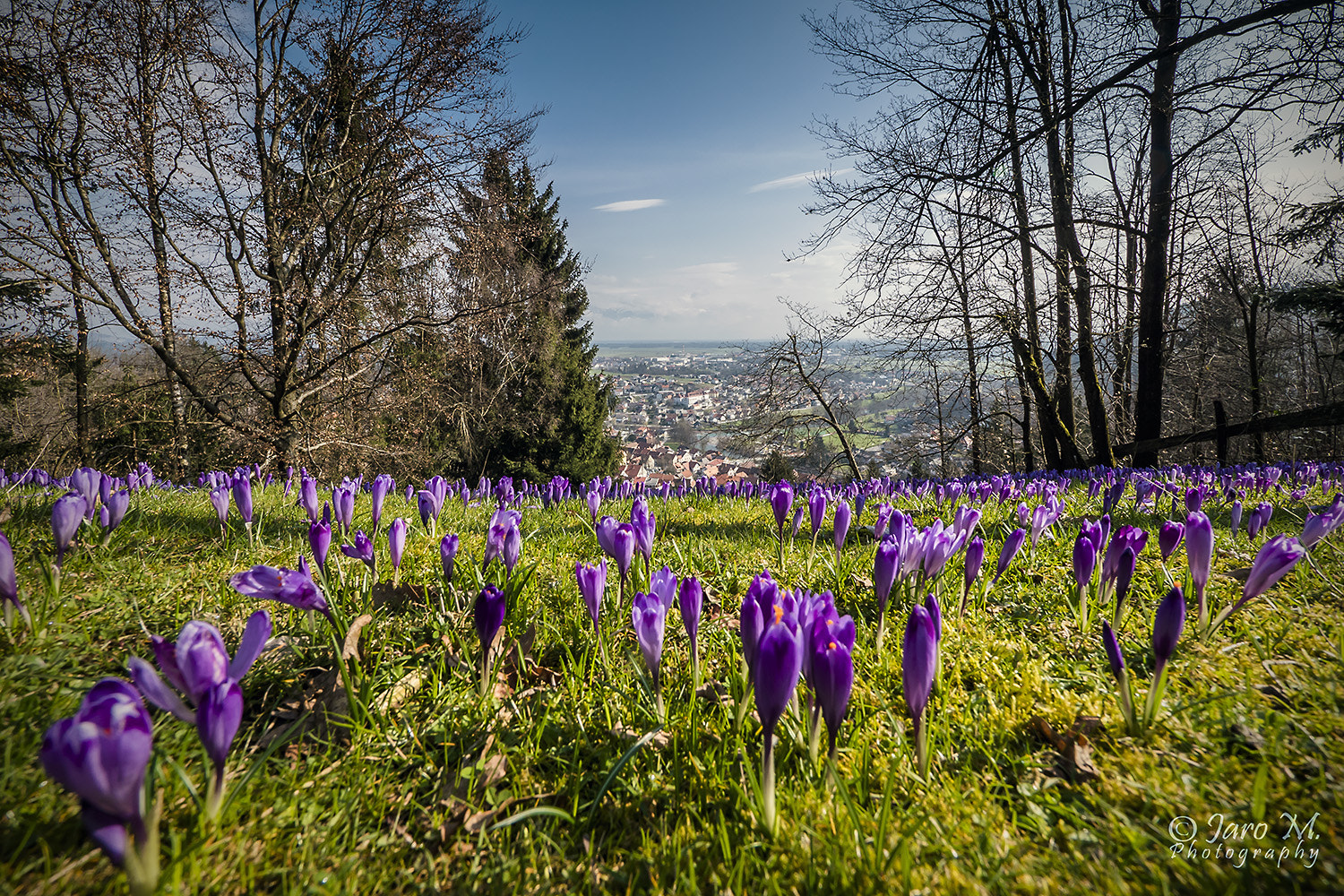 Panasonic Lumix DMC-GX8 + Panasonic Lumix G Vario 7-14mm F4 ASPH sample photo. Spring time is here ii. photography