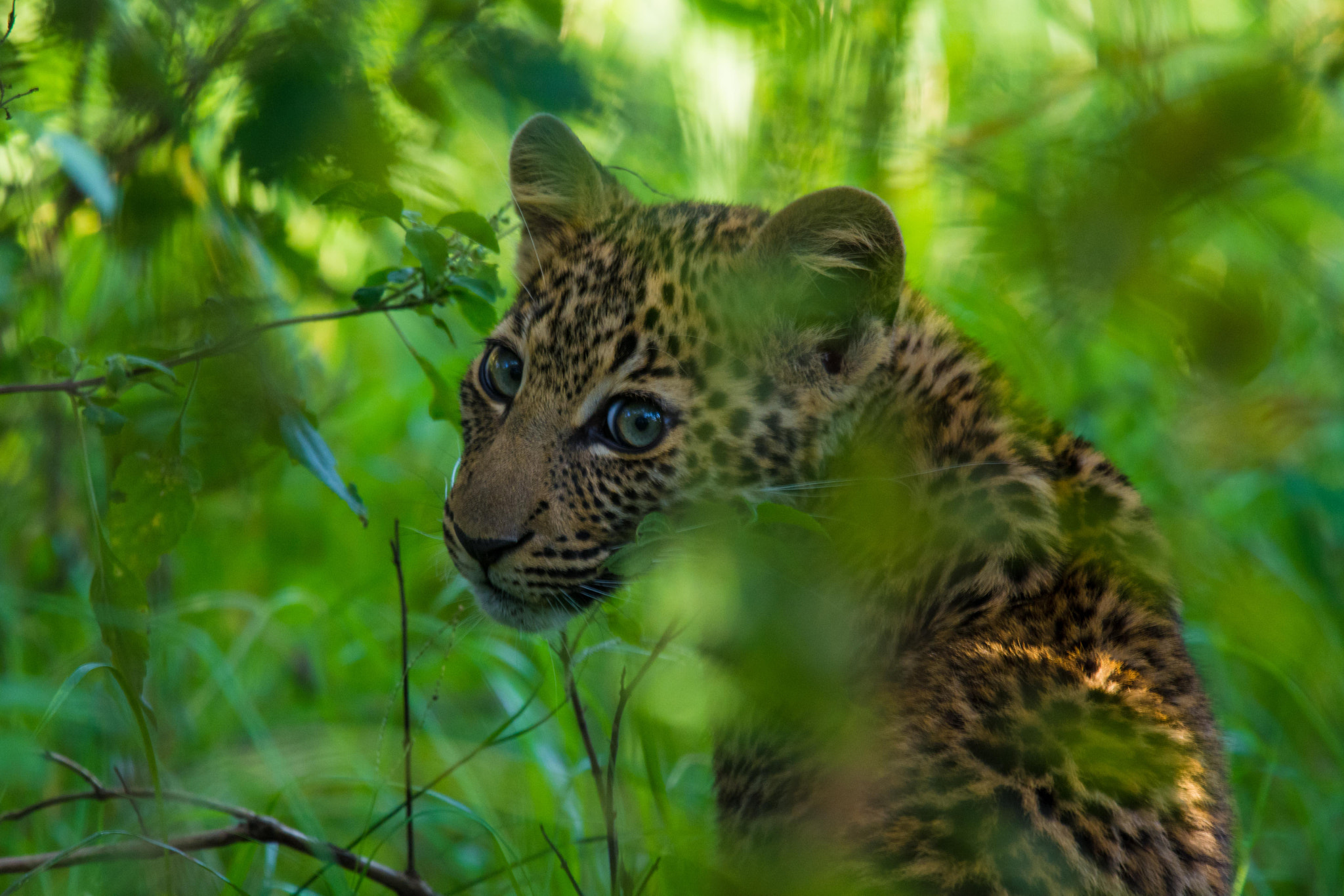 Nikon Nikkor AF-S 300mm F4E PF ED VR sample photo. Into the trees photography