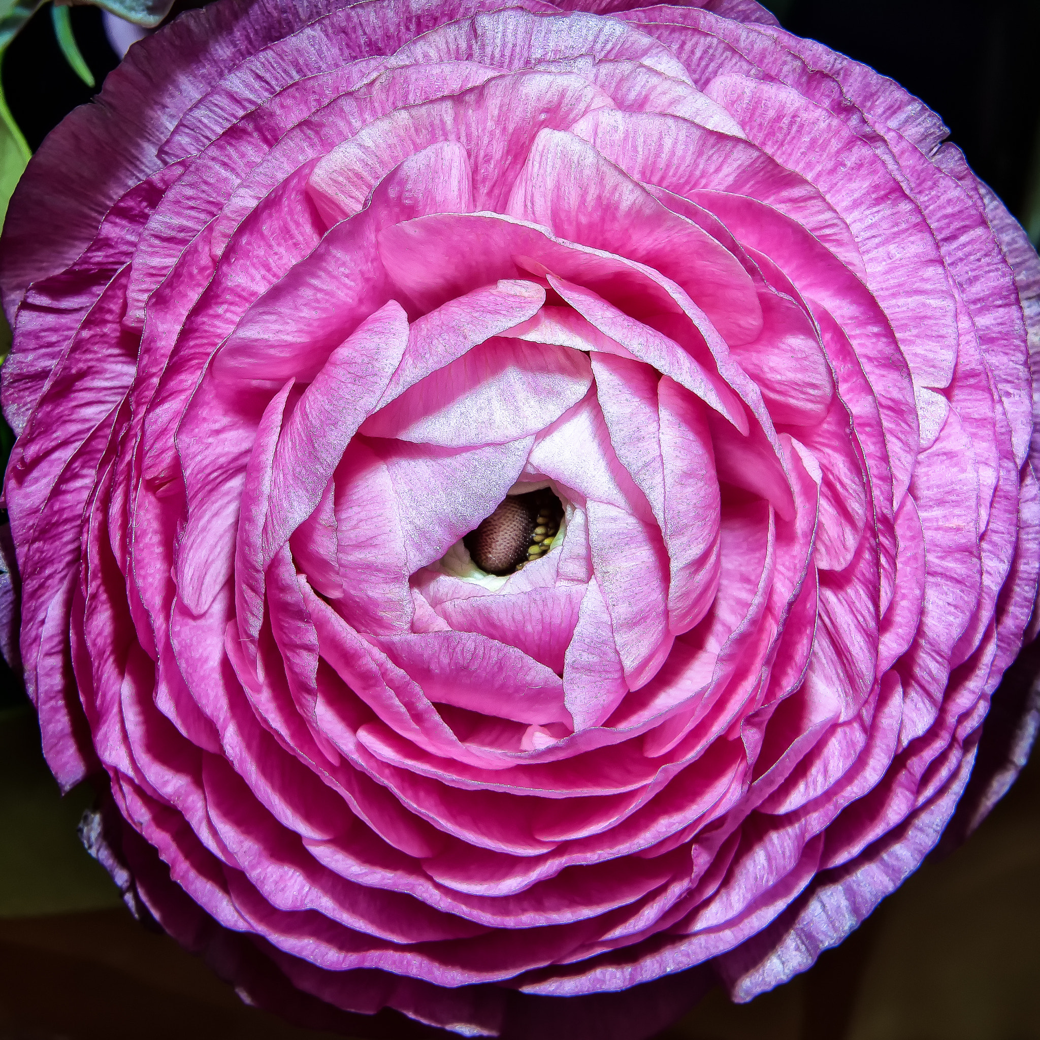 Pentax K-S1 + Pentax smc DA 35mm F2.4 AL sample photo. Peony rose photography
