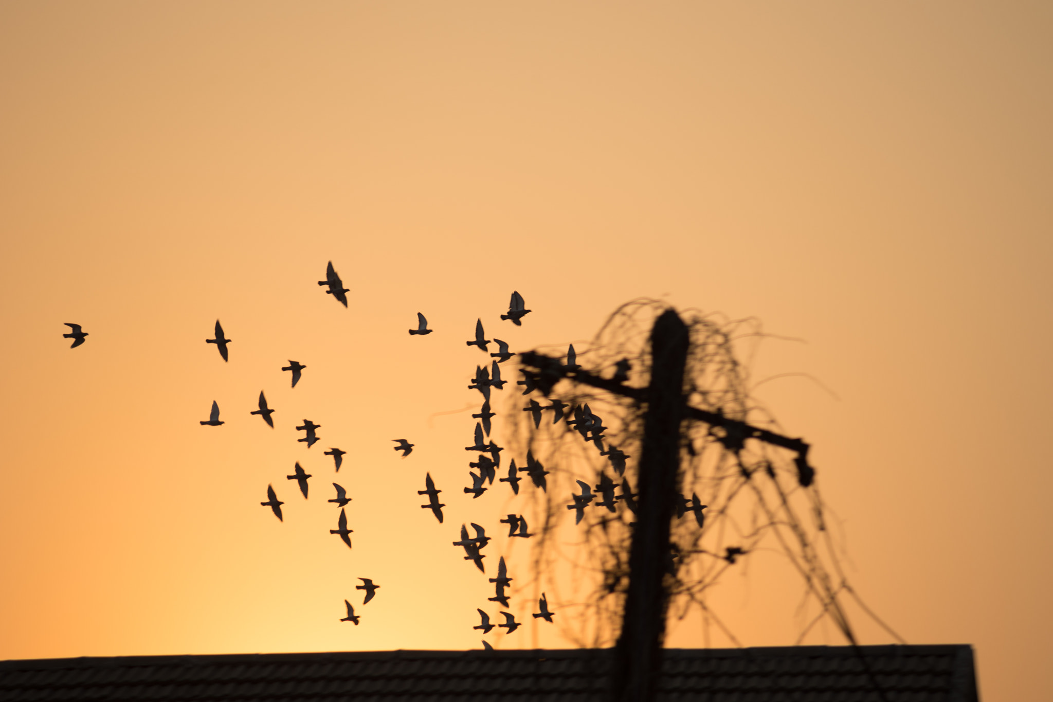 Minolta AF 80-200mm F4.5-5.6 sample photo. Birds photography