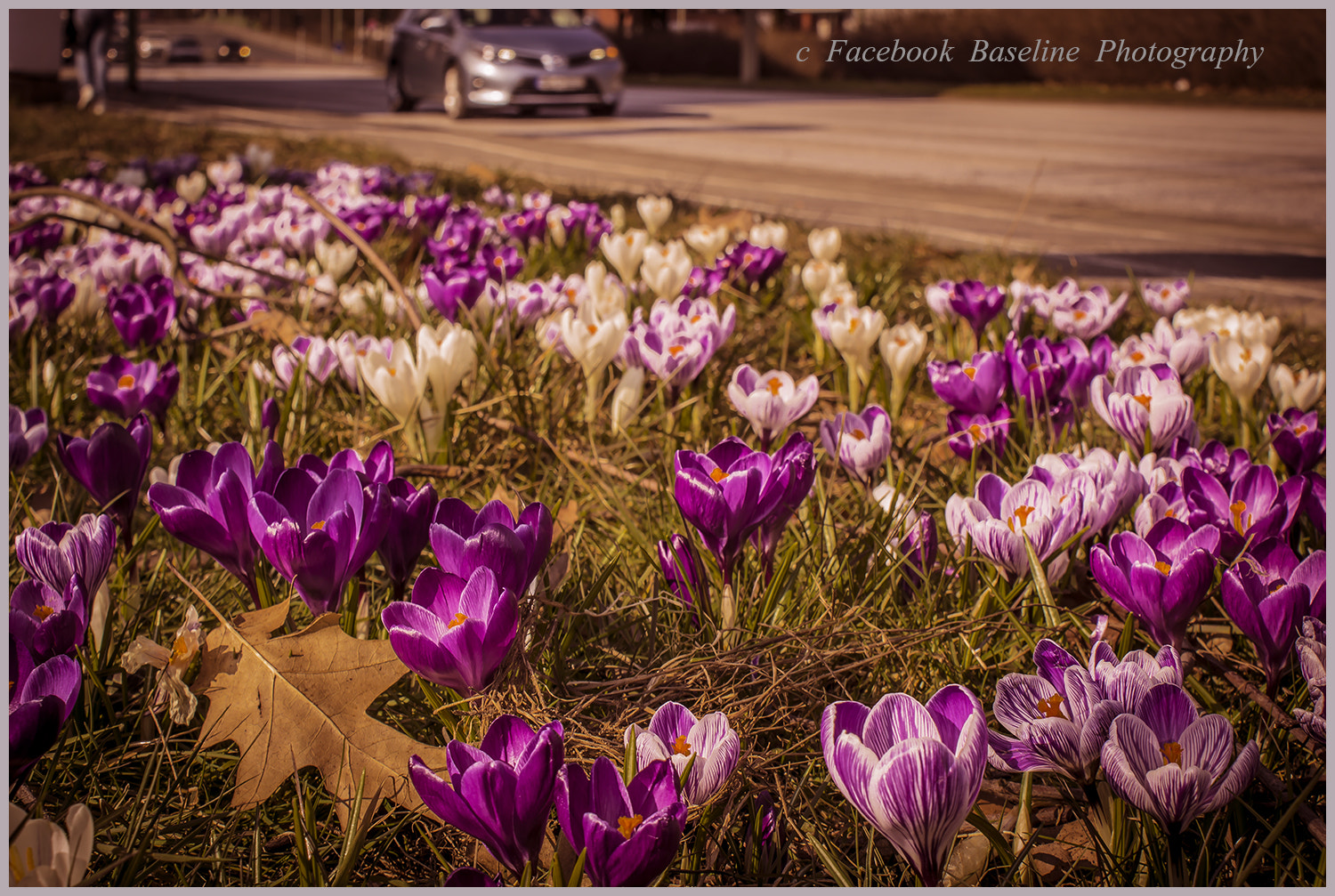 Sony DT 18-70mm F3.5-5.6 sample photo. Krokusse photography