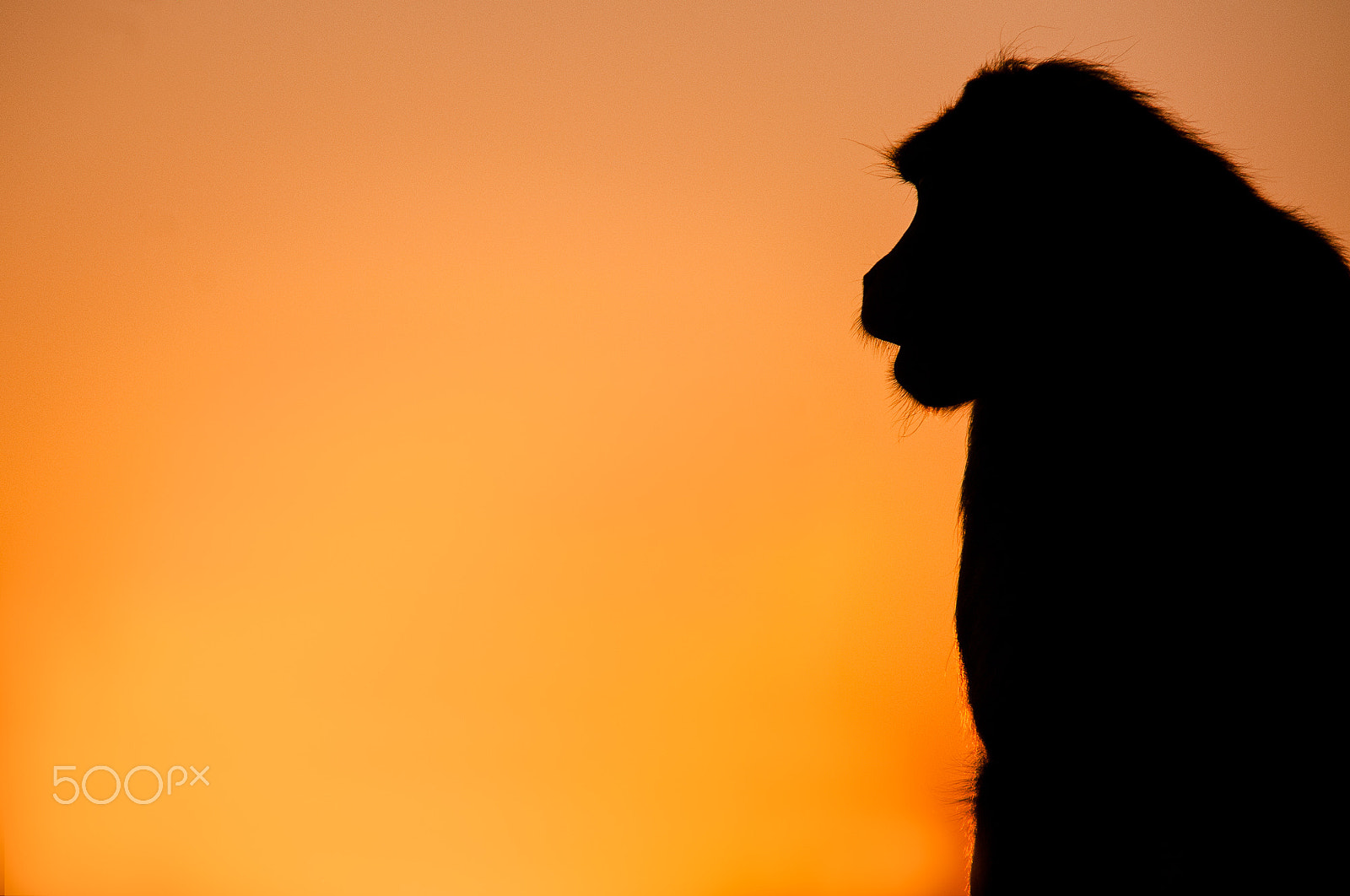 Sigma 50-150mm F2.8 EX APO DC HSM sample photo. From matheran photography
