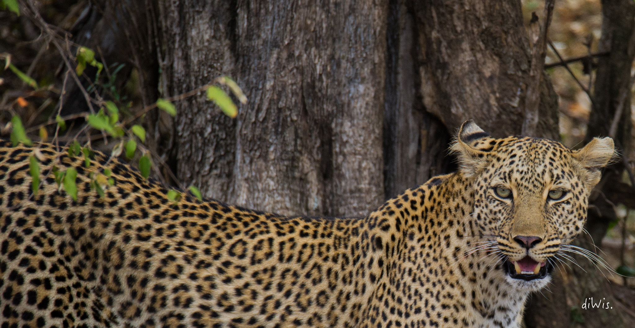 Sigma 150-600mm F5-6.3 DG OS HSM | S sample photo. Spots in the wood photography