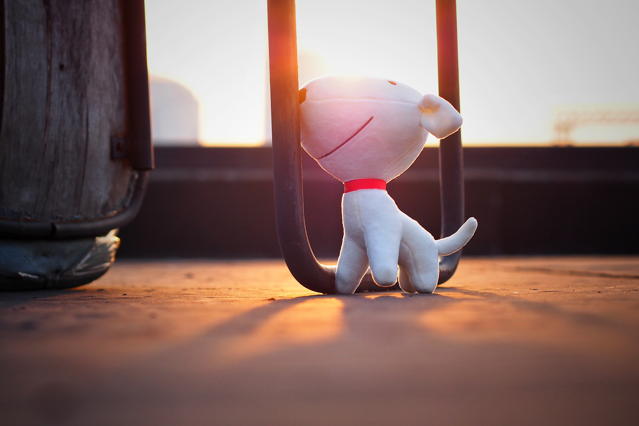Olympus PEN E-PL5 sample photo. Toy dog photography