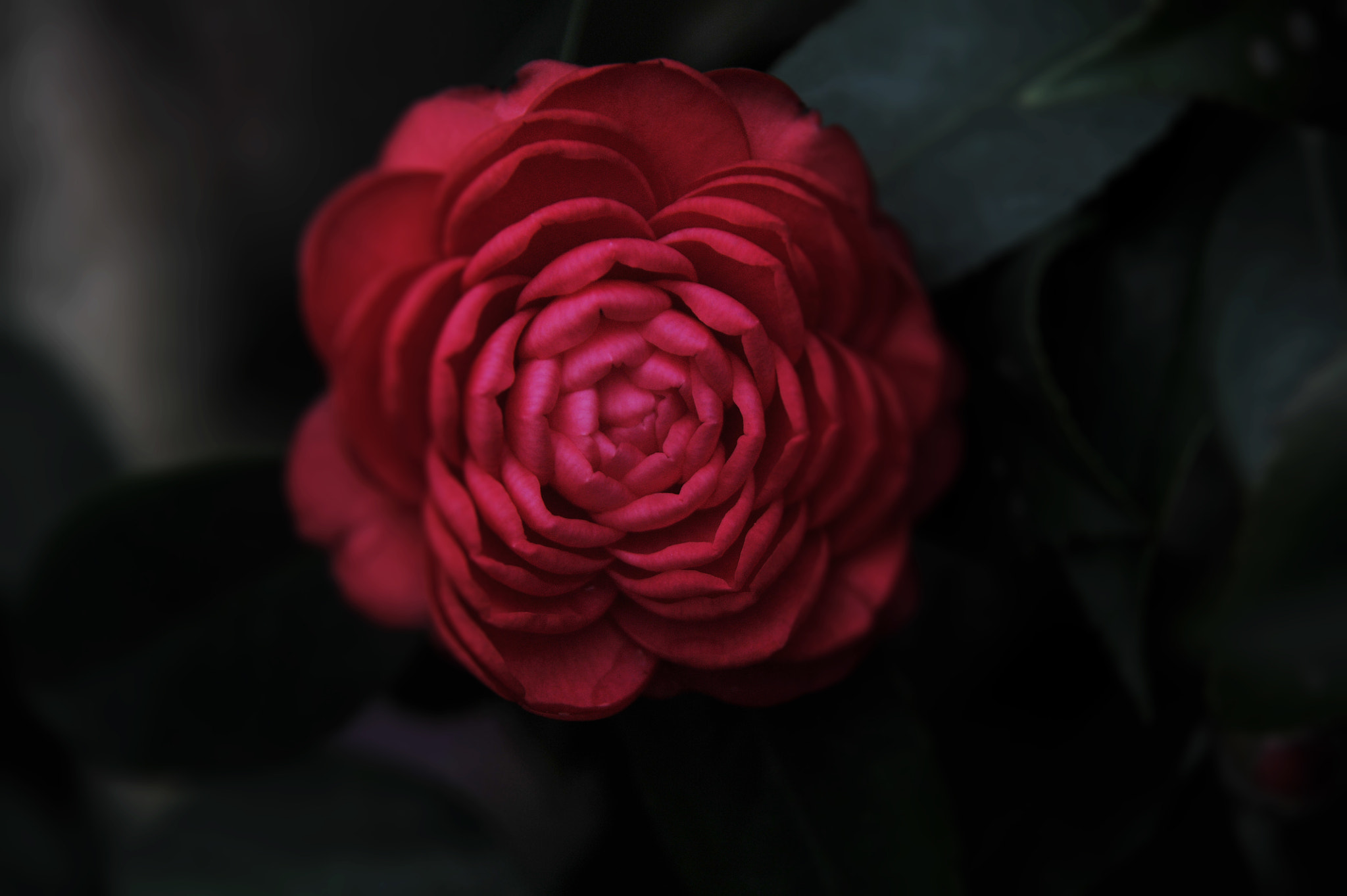 Nikon D3S sample photo. ...香港花卉展覽 2016 (20)... photography