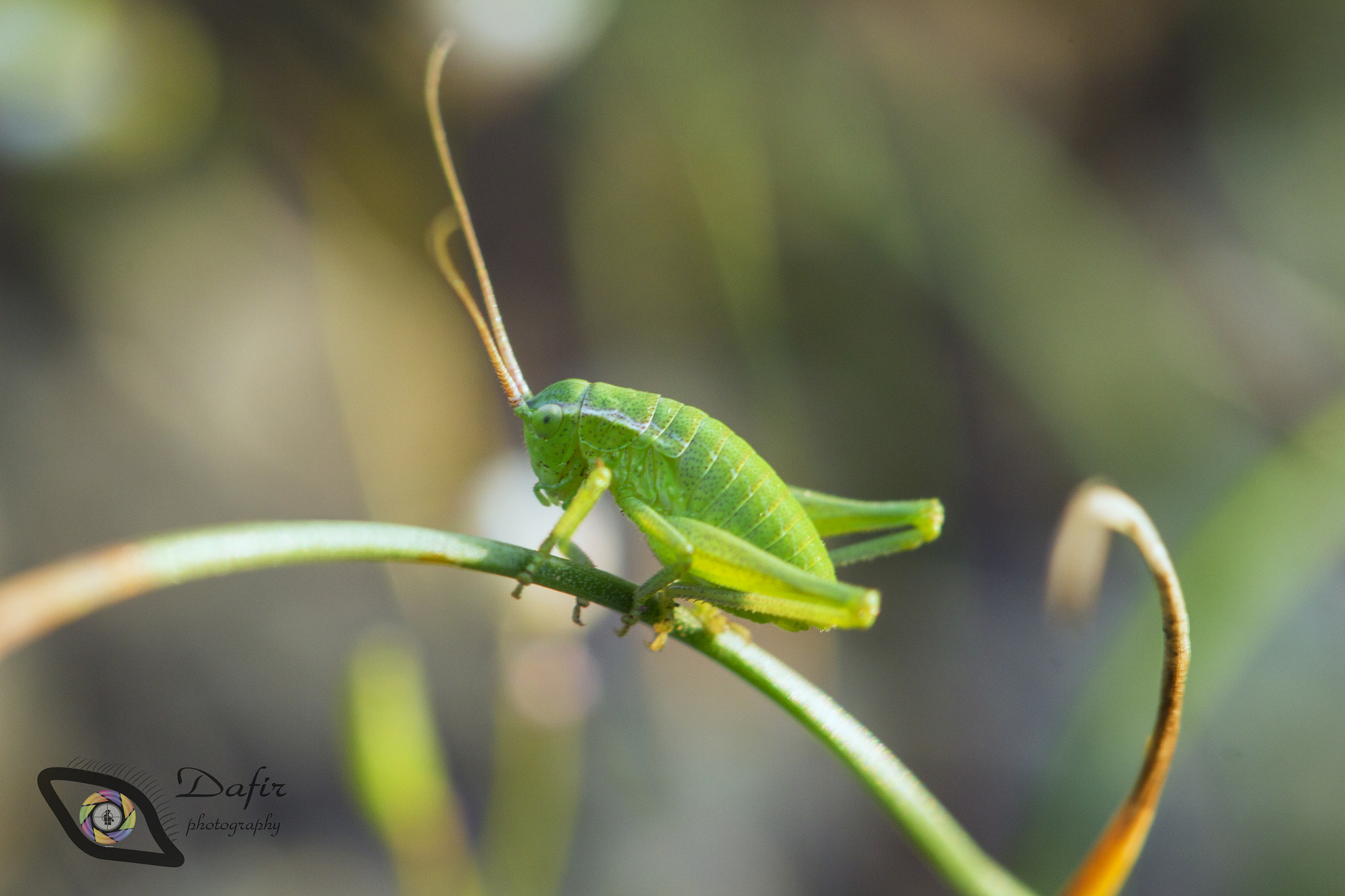 Canon EOS 650D (EOS Rebel T4i / EOS Kiss X6i) sample photo. Grass hopper photography