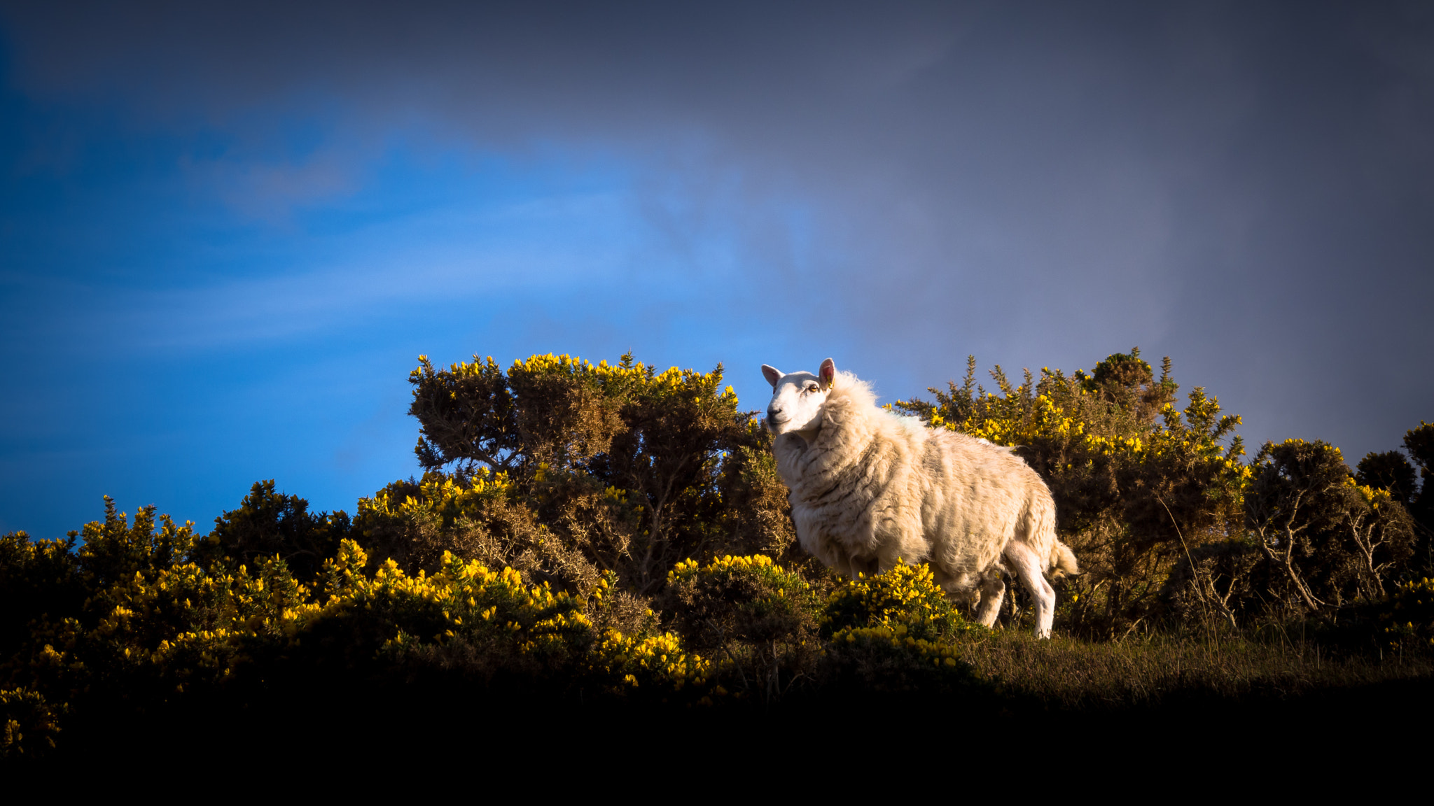 Olympus PEN E-PL6 + Olympus M.Zuiko Digital ED 14-150mm F4-5.6 II sample photo. Scottish sheep photography
