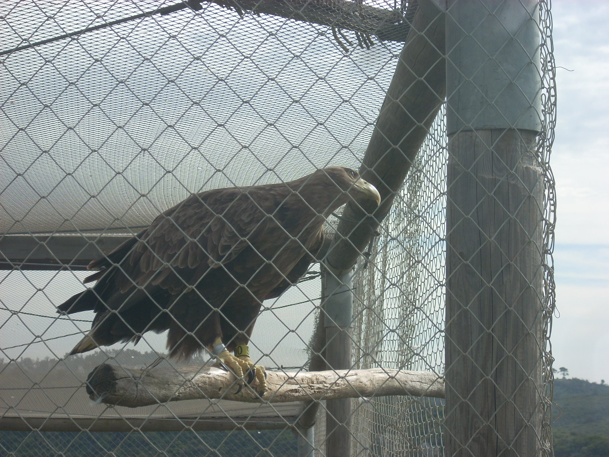 Nikon COOLPIX L11 sample photo. White tailed eagle photography