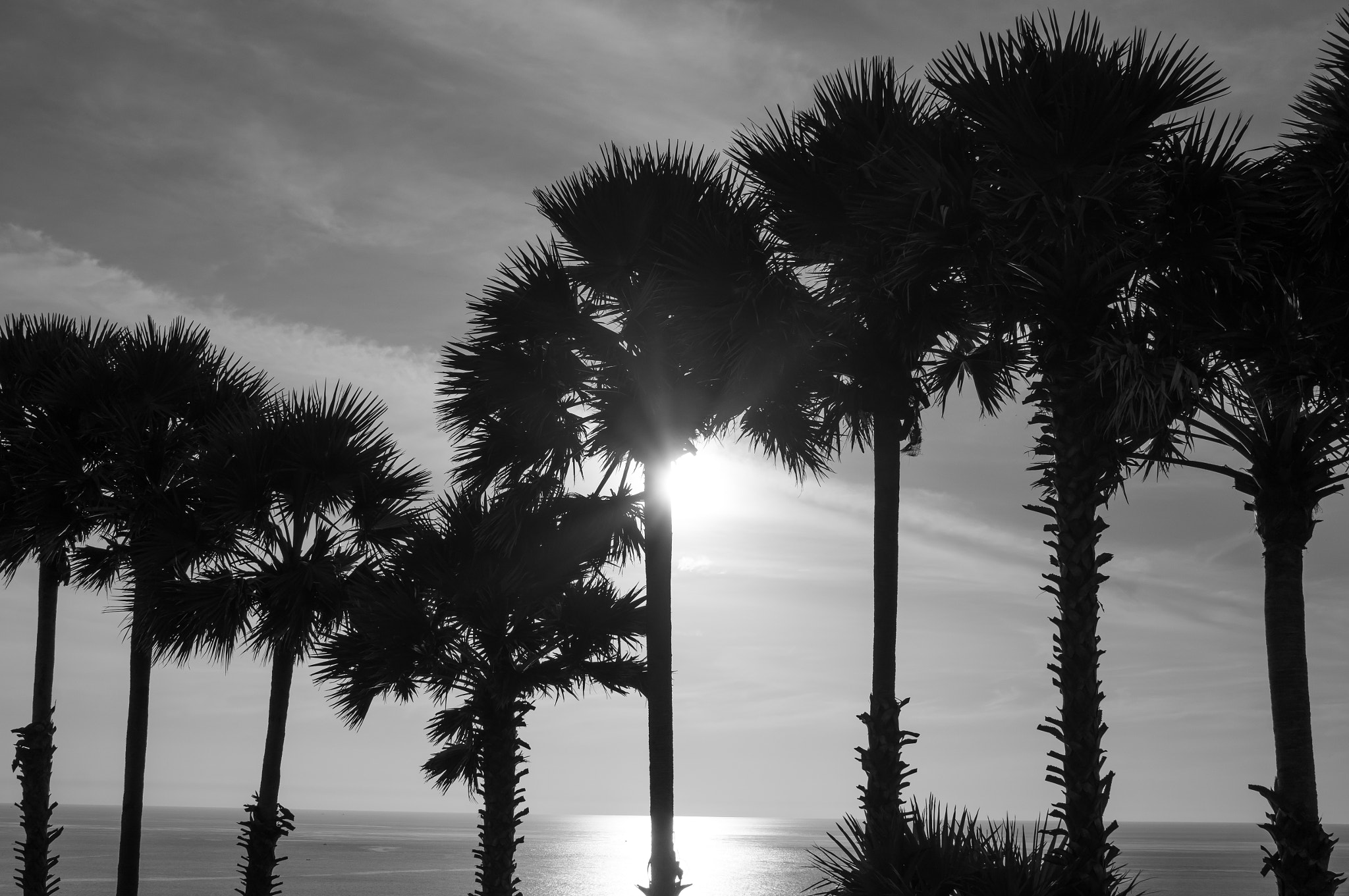 Sony Alpha NEX-5T + Sigma 30mm F2.8 EX DN sample photo. Palm tree at cape phrom thep photography