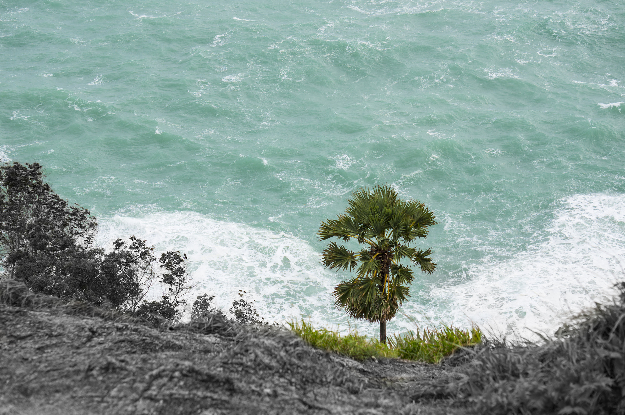 Sony Alpha NEX-5T + Sony E 55-210mm F4.5-6.3 OSS sample photo. Palm tree at cape phrom thep photography