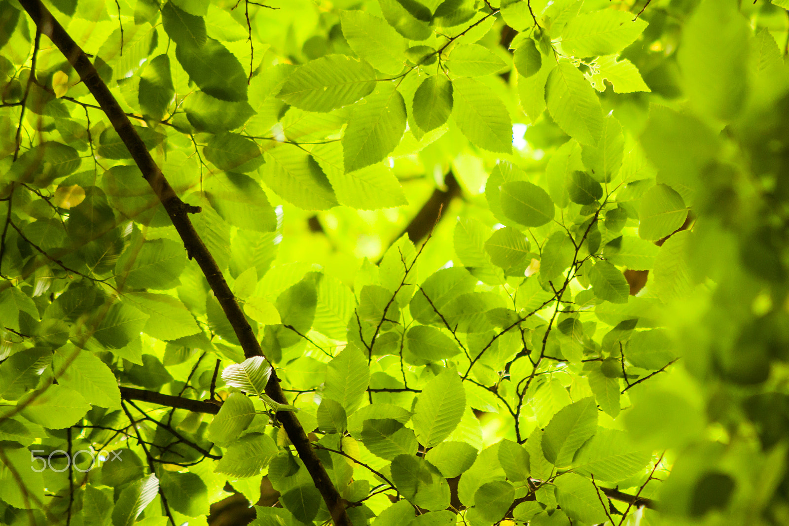 Canon EF 100-300mm F4.5-5.6 USM sample photo. Radioactive photography