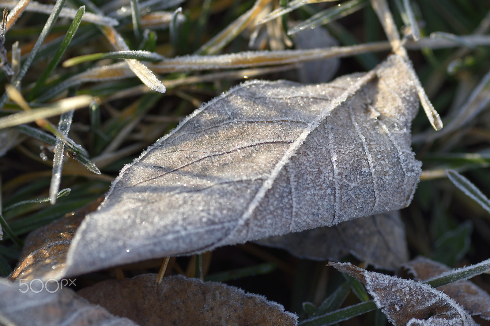 Nikon D5500 + Tokina AT-X Pro 100mm F2.8 Macro sample photo. Leaf in the morning photography