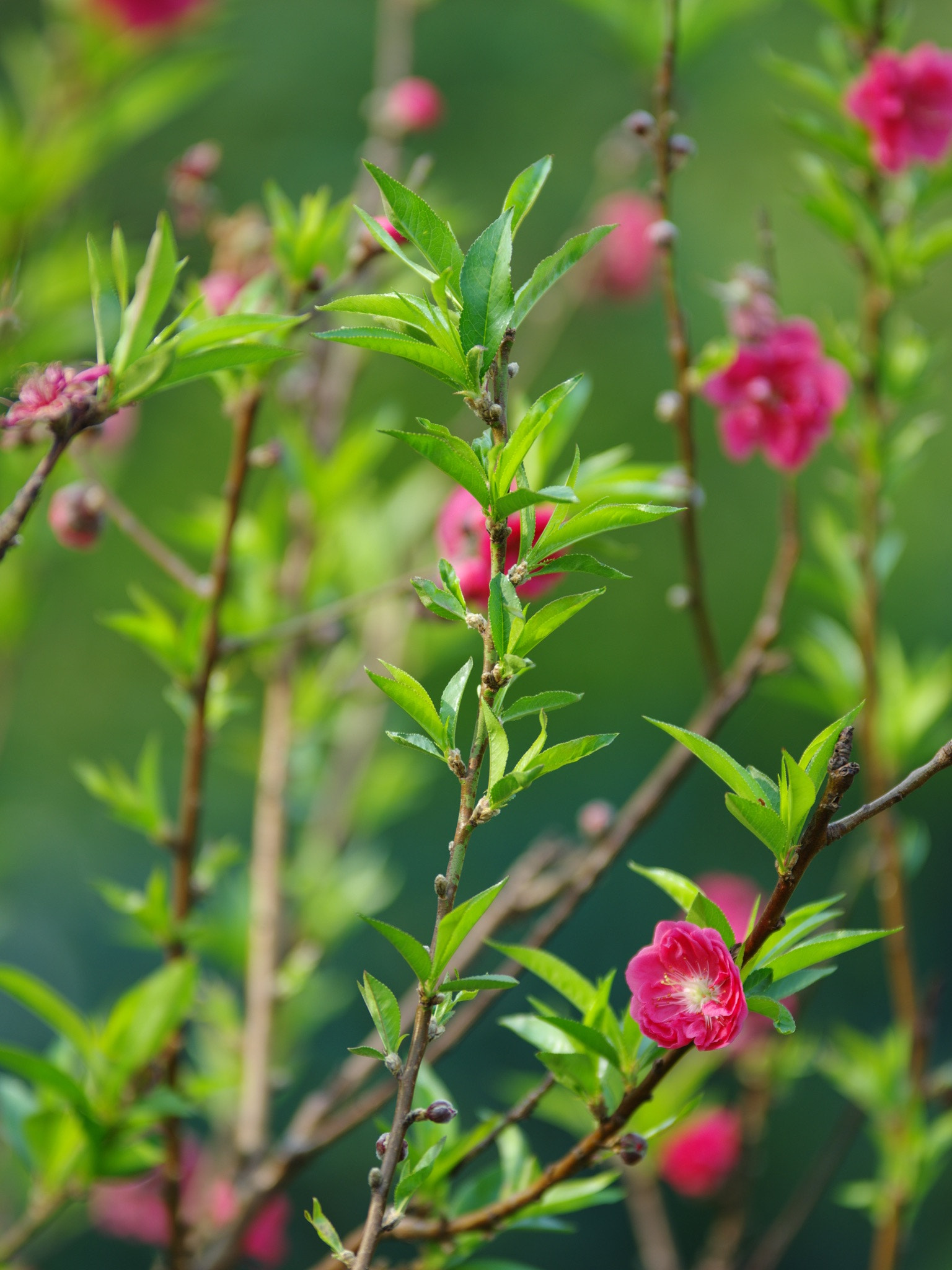 Pentax 645Z + smc PENTAX-FA* 645 300mm F4 ED [IF] sample photo