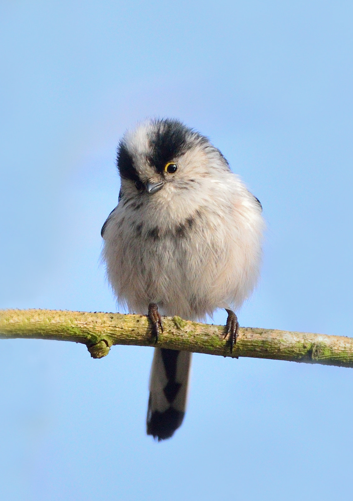 Nikon D600 + Nikon AF-S Nikkor 600mm F4G ED VR sample photo. Lovely.....staartmees photography