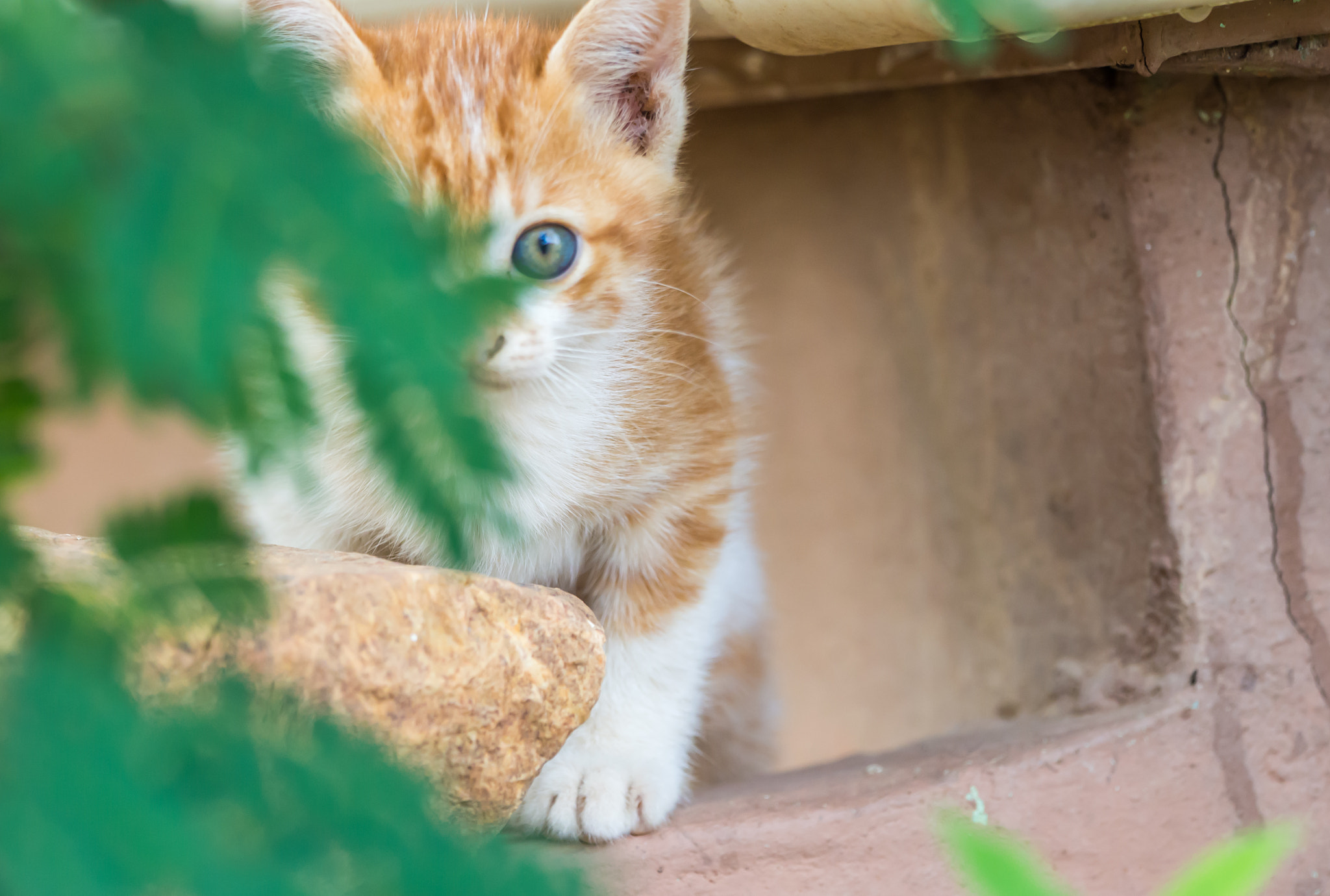 Olympus OM-D E-M5 + OLYMPUS M.300mm F4.0 sample photo. Brown little cat photography